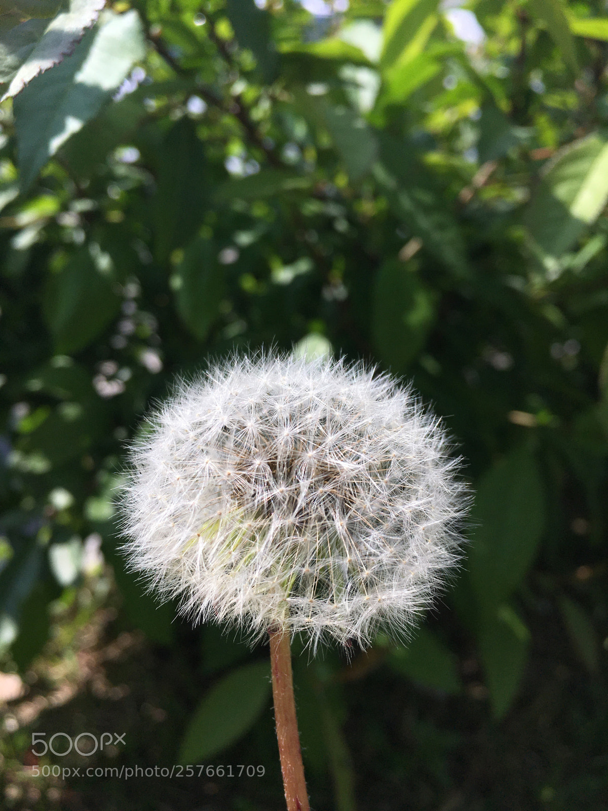 Apple iPhone 6s sample photo. Untitled photography