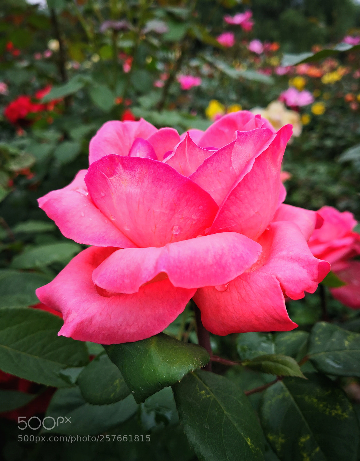 HUAWEI Mate 10 Pro sample photo. Untitled photography