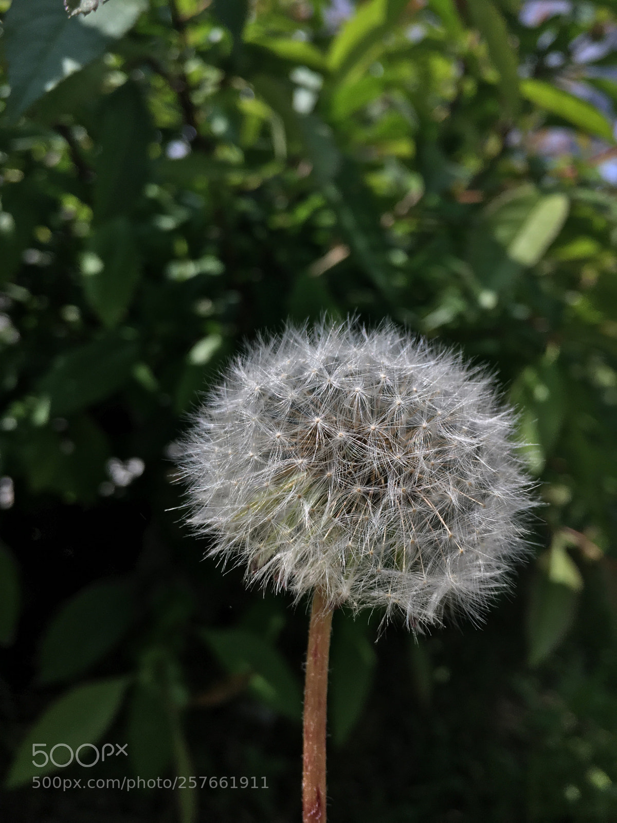 Apple iPhone 6s sample photo. Untitled photography