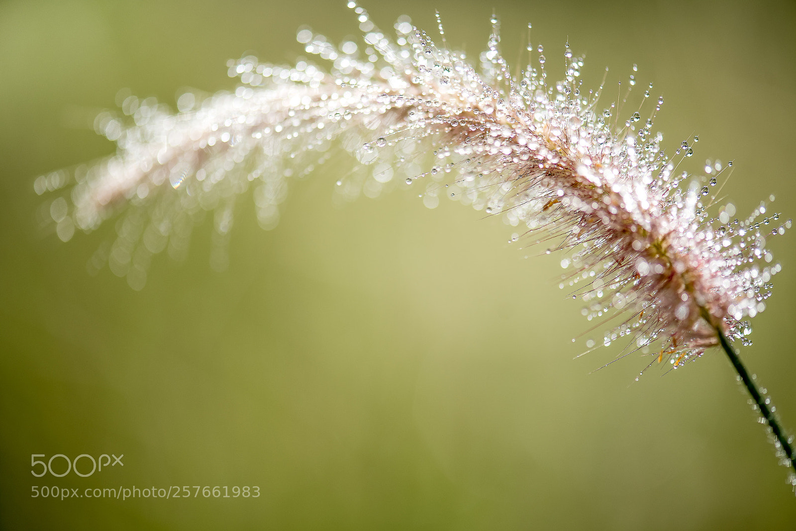 Nikon D750 sample photo. Water drops on grass photography