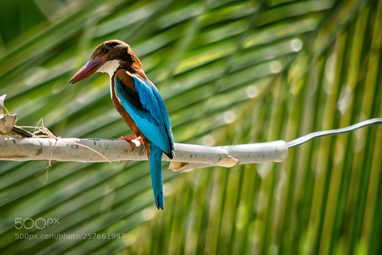 Nikon D5300 sample photo. White throated kingfisher photography