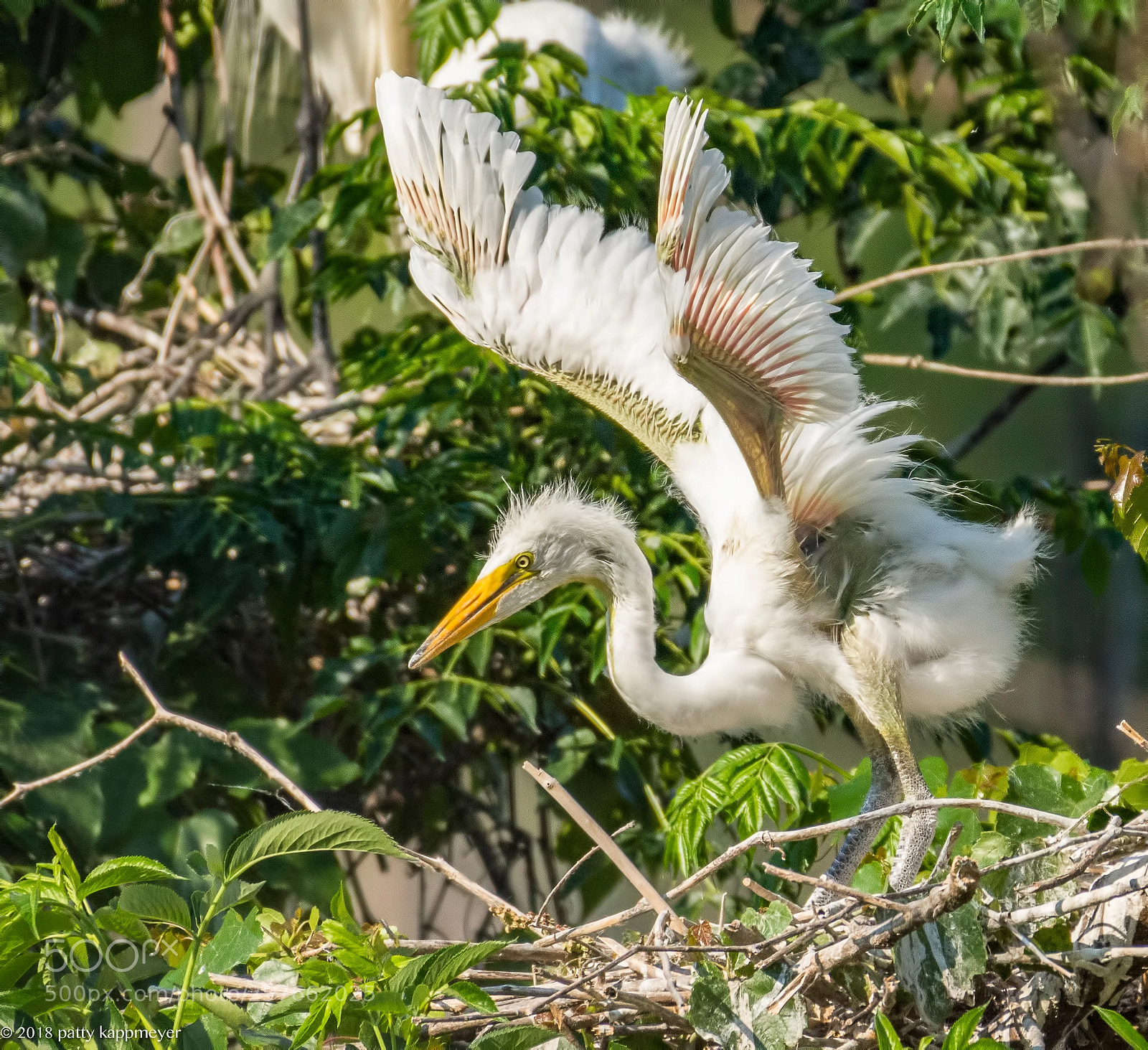 Nikon D7200 sample photo. White egret fledgling photography
