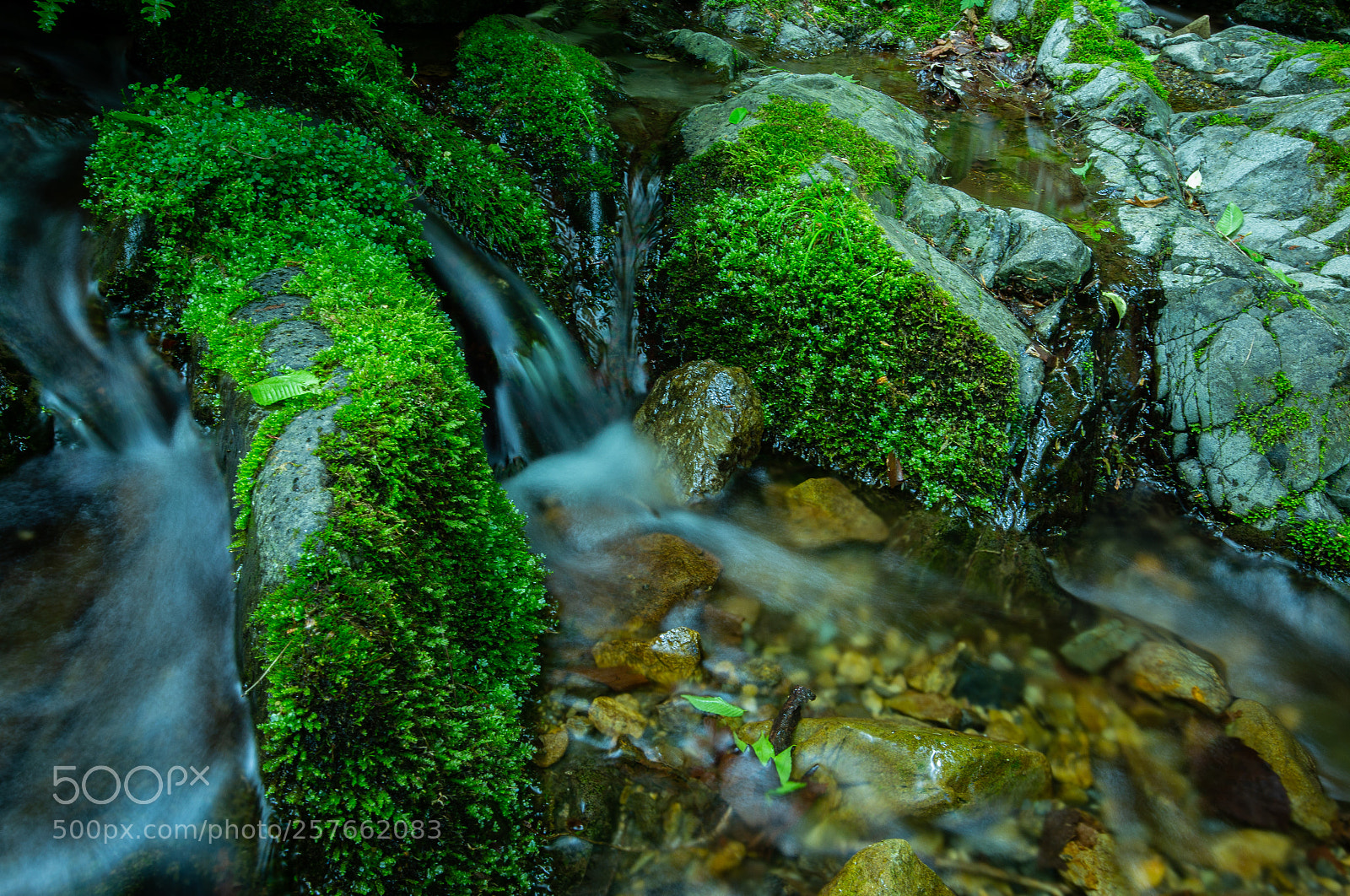 Canon EOS 6D sample photo. The moss!! photography