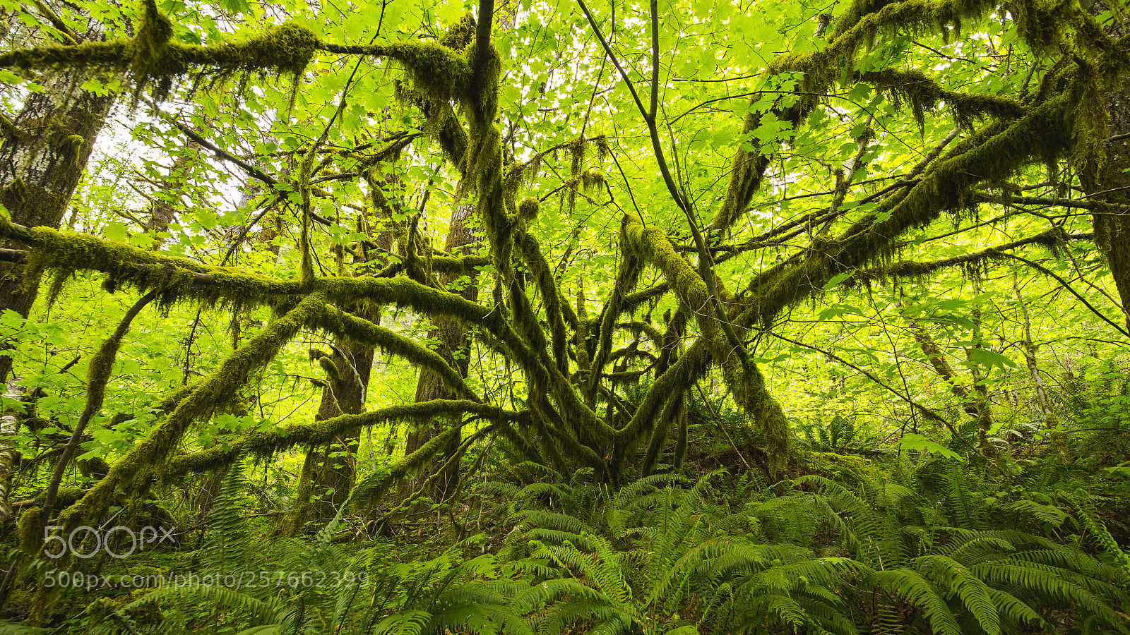 Canon EOS 6D sample photo. Forest king photography
