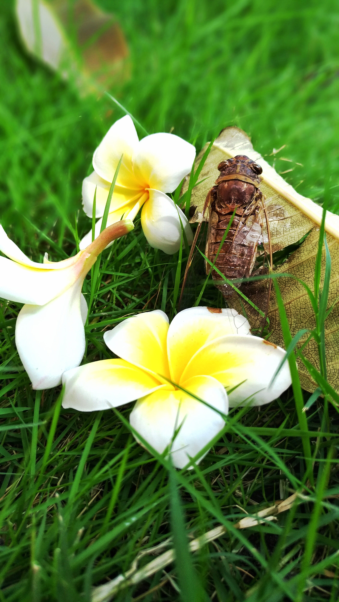 ASUS ZenFone 3 (ZE552KL) sample photo. I love it- cicada and flower photography