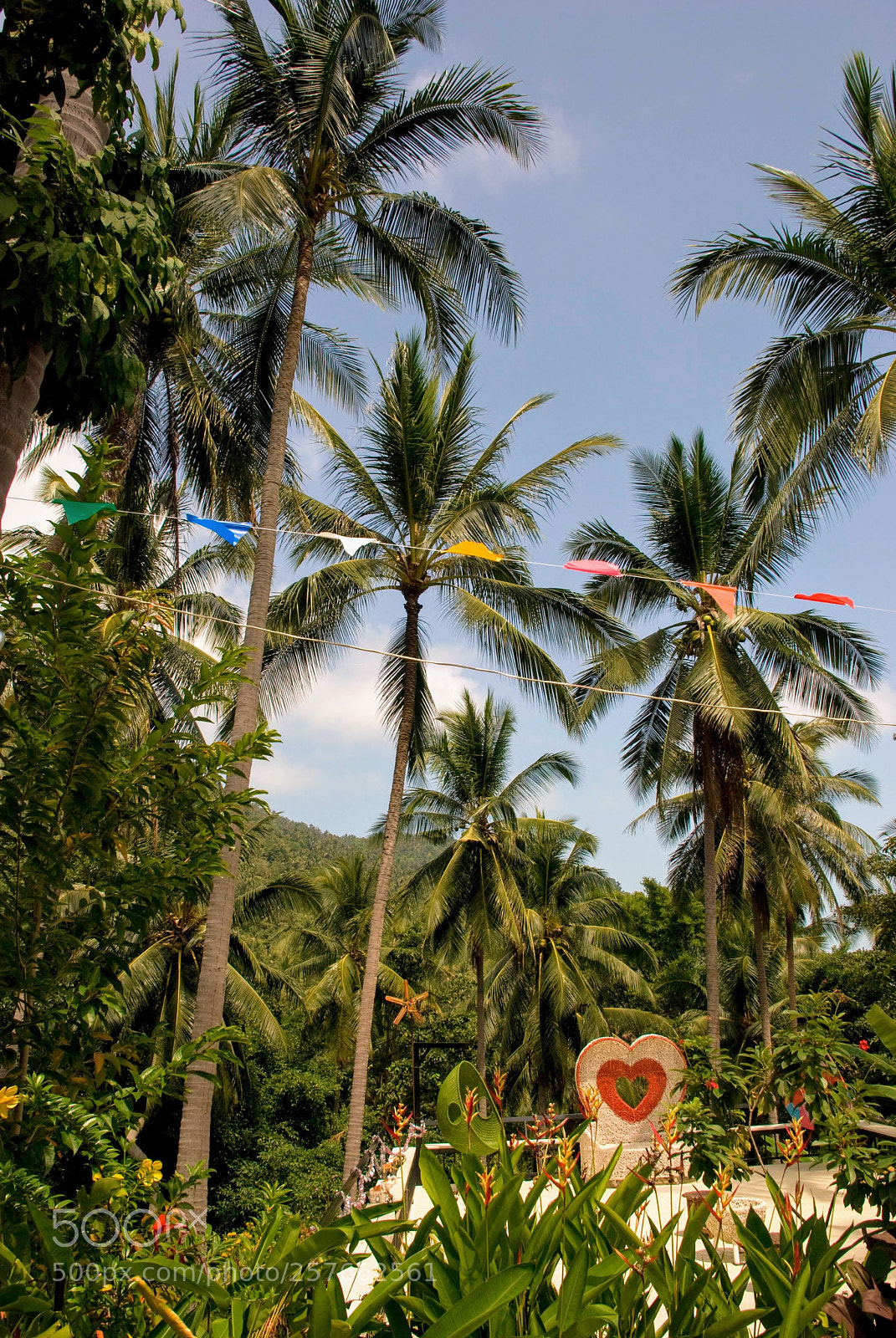 Nikon D80 sample photo. Heart in the jungle photography