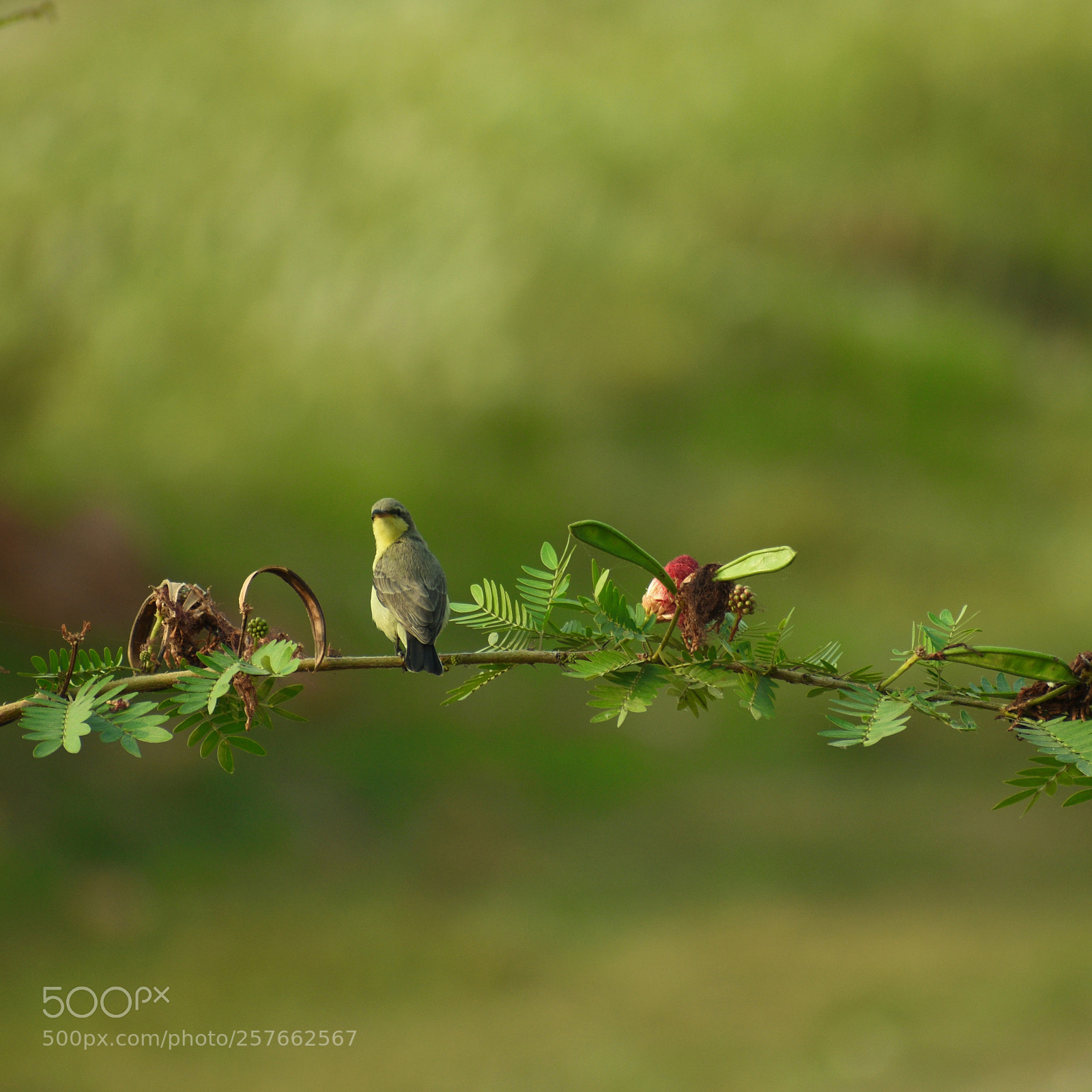 Nikon D5600 sample photo. Bird photography