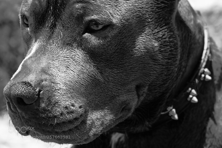 Fujifilm X-E2 sample photo. Tough but friendly photography