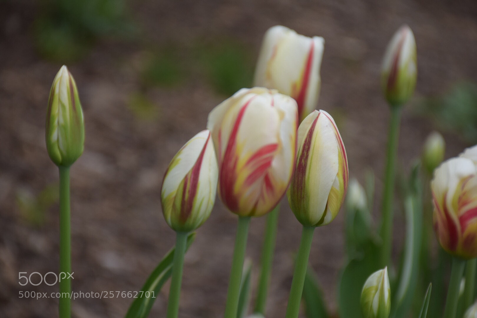 Nikon D3300 sample photo. Beginnings  photography