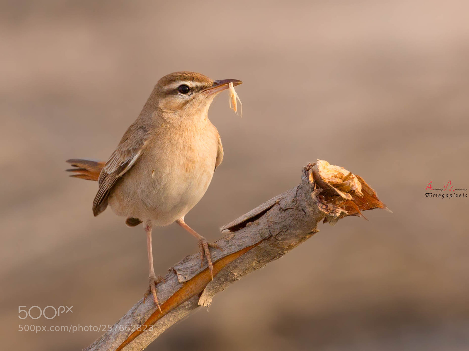 Canon EOS 70D sample photo. Rufous tailed scrub robin photography
