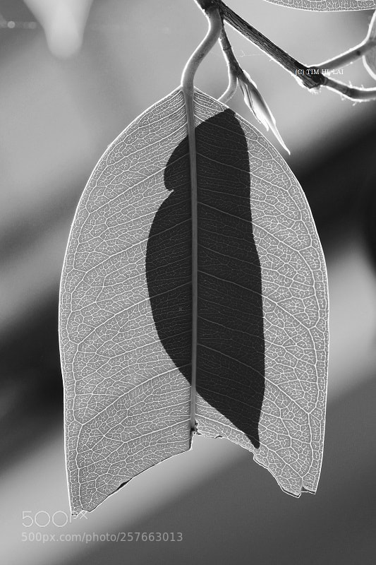 Sony SLT-A77 sample photo. Parrot or cocoon? photography