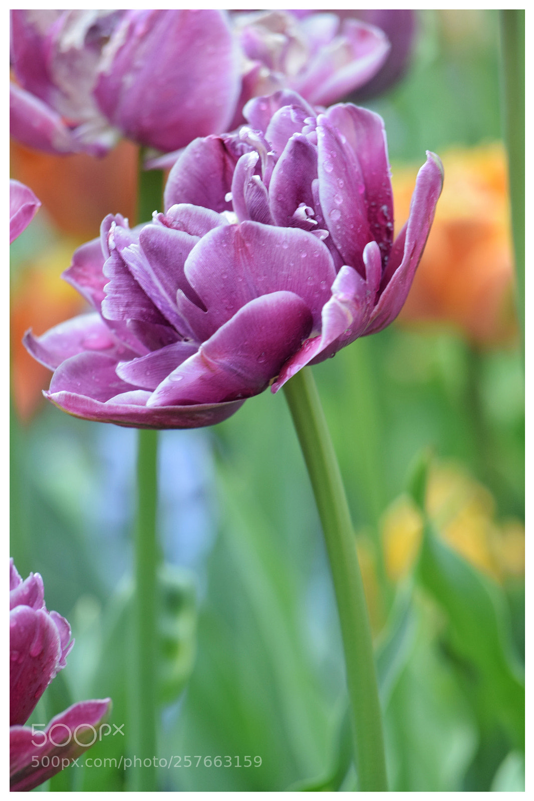 Nikon D3300 sample photo. Tulip 4 photography