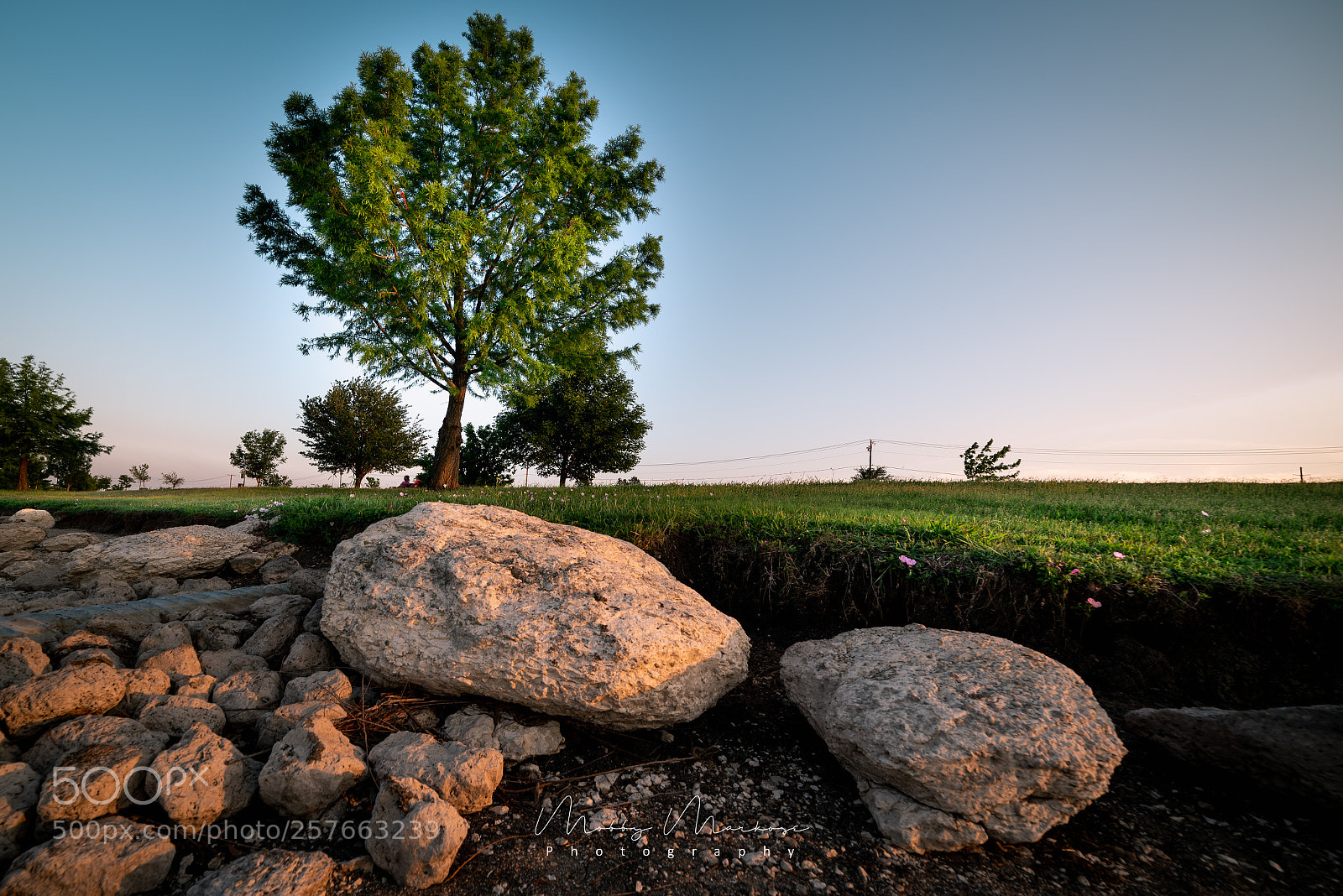 Nikon D750 sample photo. Tree and rocks waiting photography