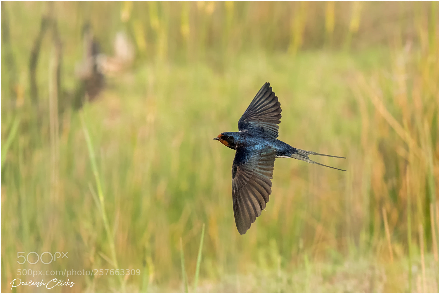 Nikon D500 sample photo. Barn swallow photography
