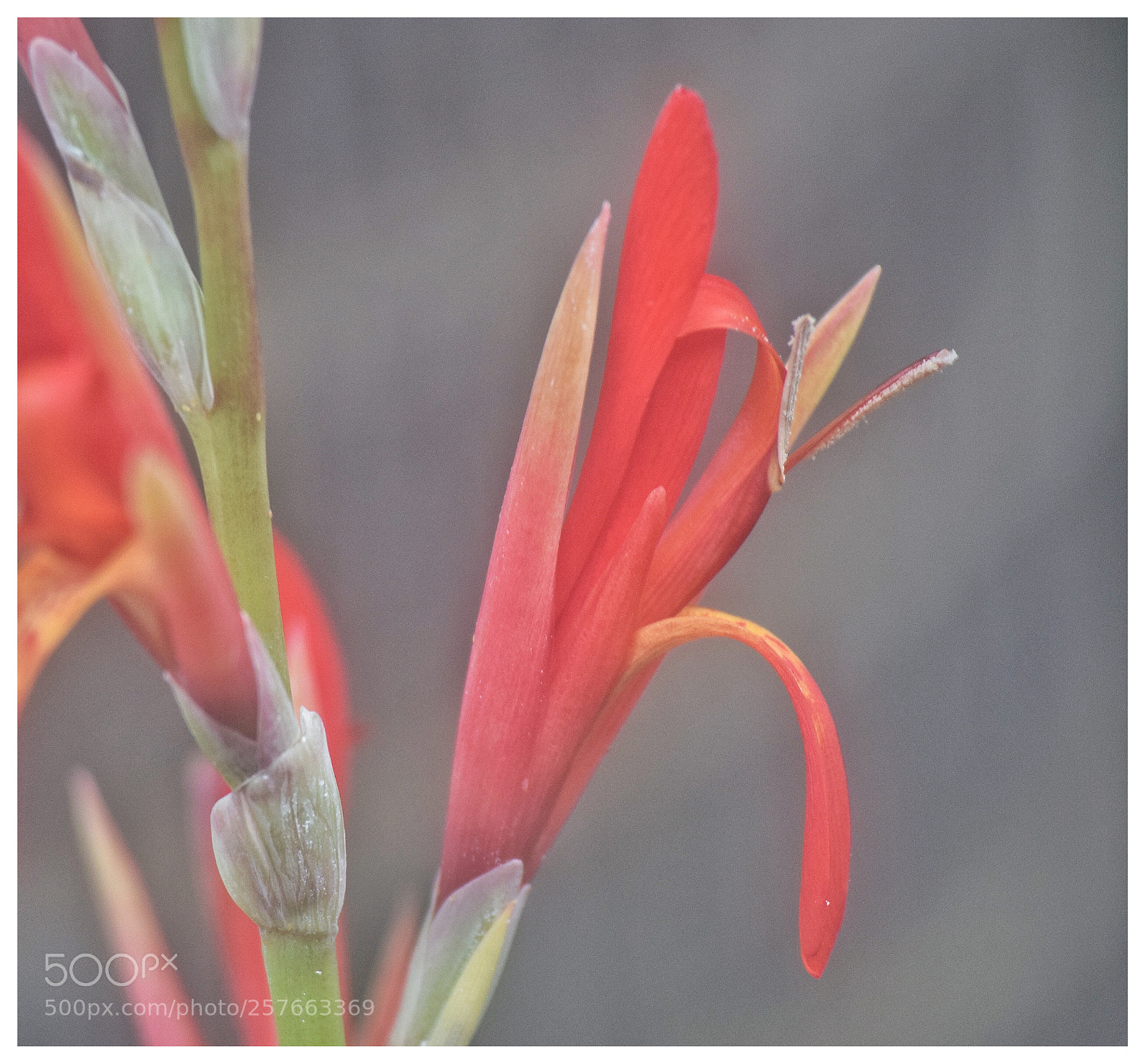 Nikon D3300 sample photo. Spring flower photography