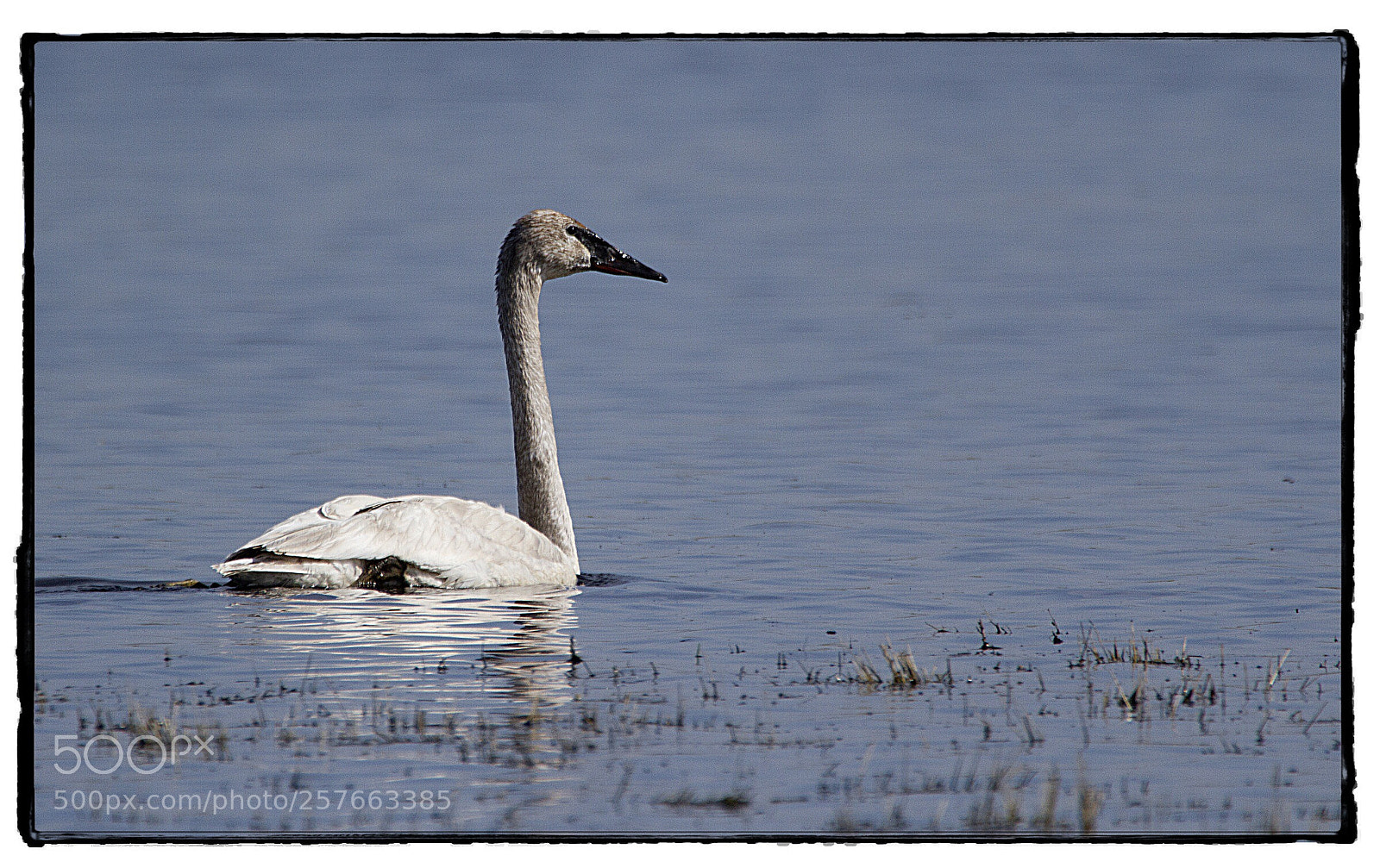 Canon EOS 7D sample photo. Tundra swan  photography