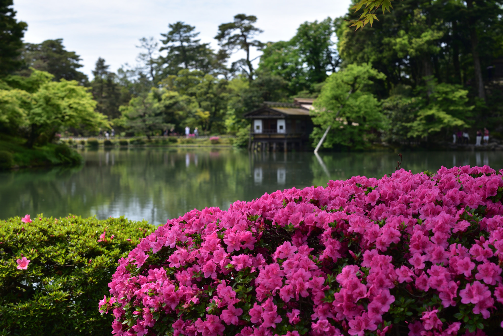 Nikon D750 + Nikon AF-S Micro-Nikkor 60mm F2.8G ED sample photo. ツツジ 兼六園 (2) photography