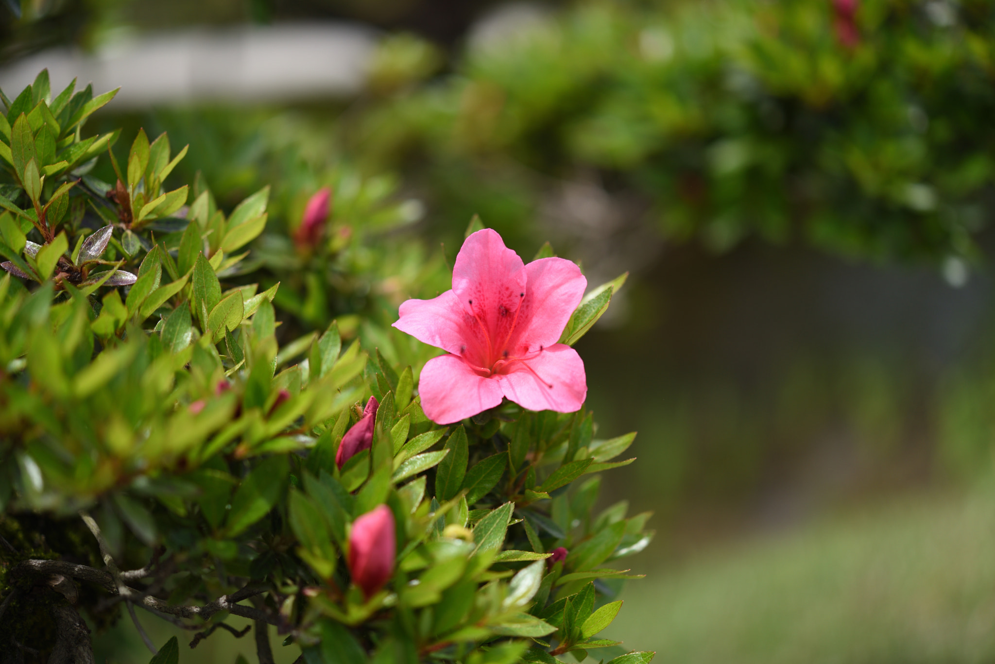 Nikon AF-S Micro-Nikkor 60mm F2.8G ED sample photo. ツツジ 兼六園 (3) photography