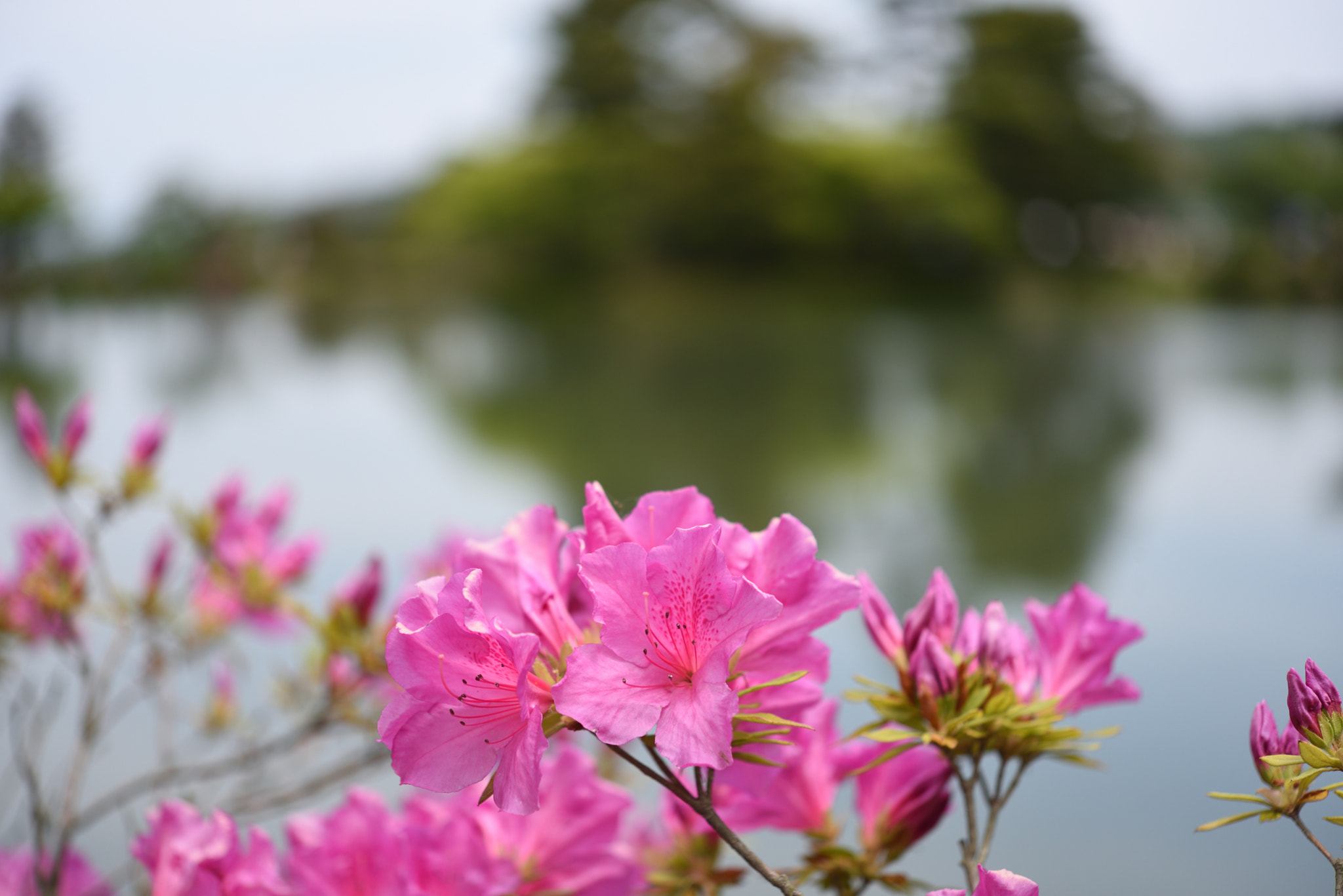 Nikon D750 + Nikon AF-S Micro-Nikkor 60mm F2.8G ED sample photo. ツツジ 兼六園 photography