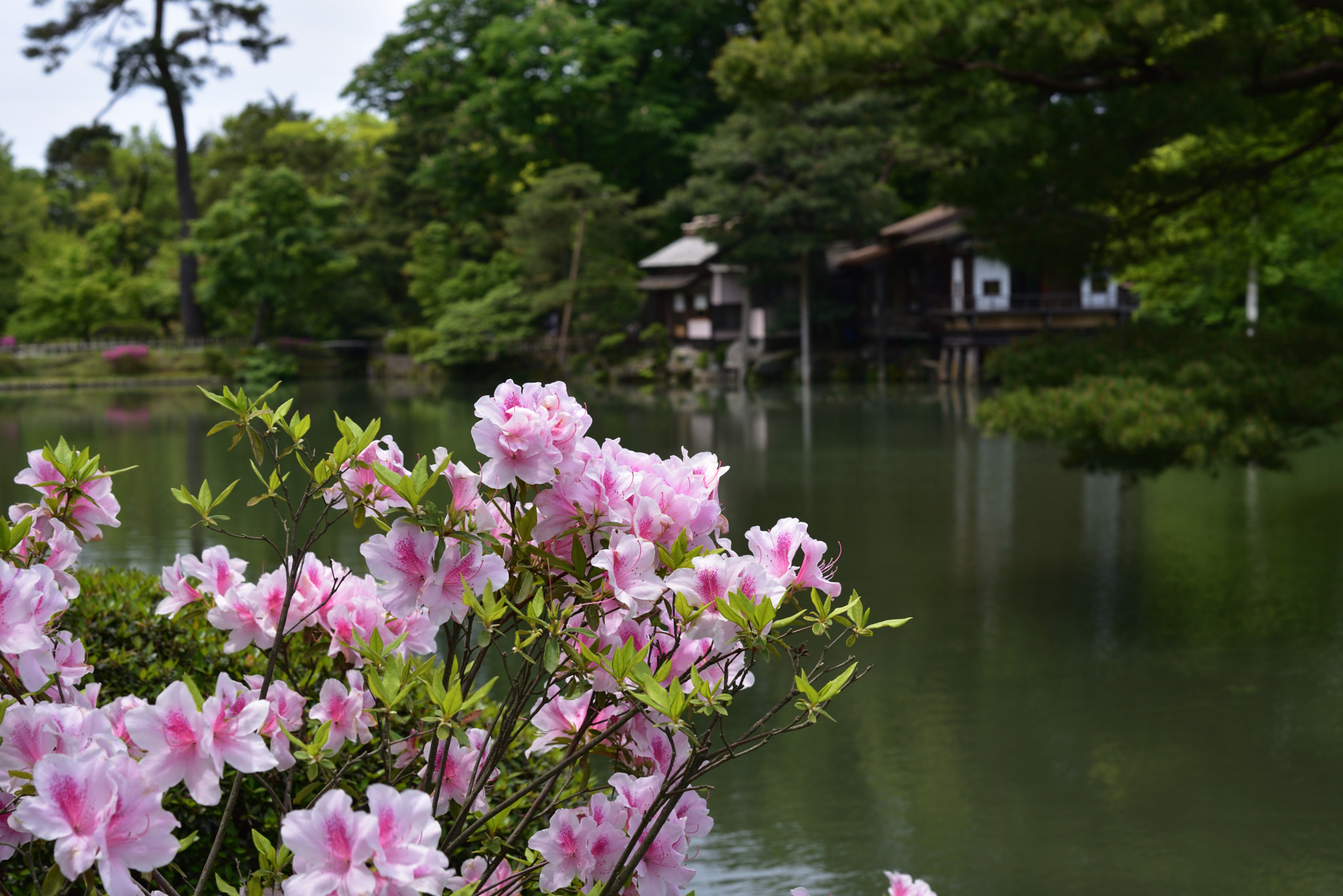 Nikon AF-S Micro-Nikkor 60mm F2.8G ED sample photo. ツツジ 兼六園 (4) photography