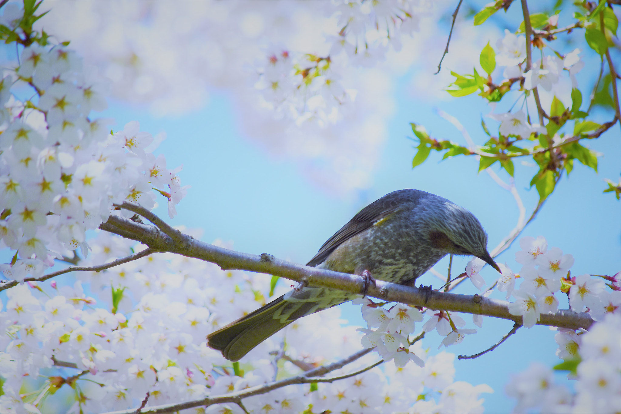 Nikon D5500 sample photo. Cherry tree and bird♪ photography