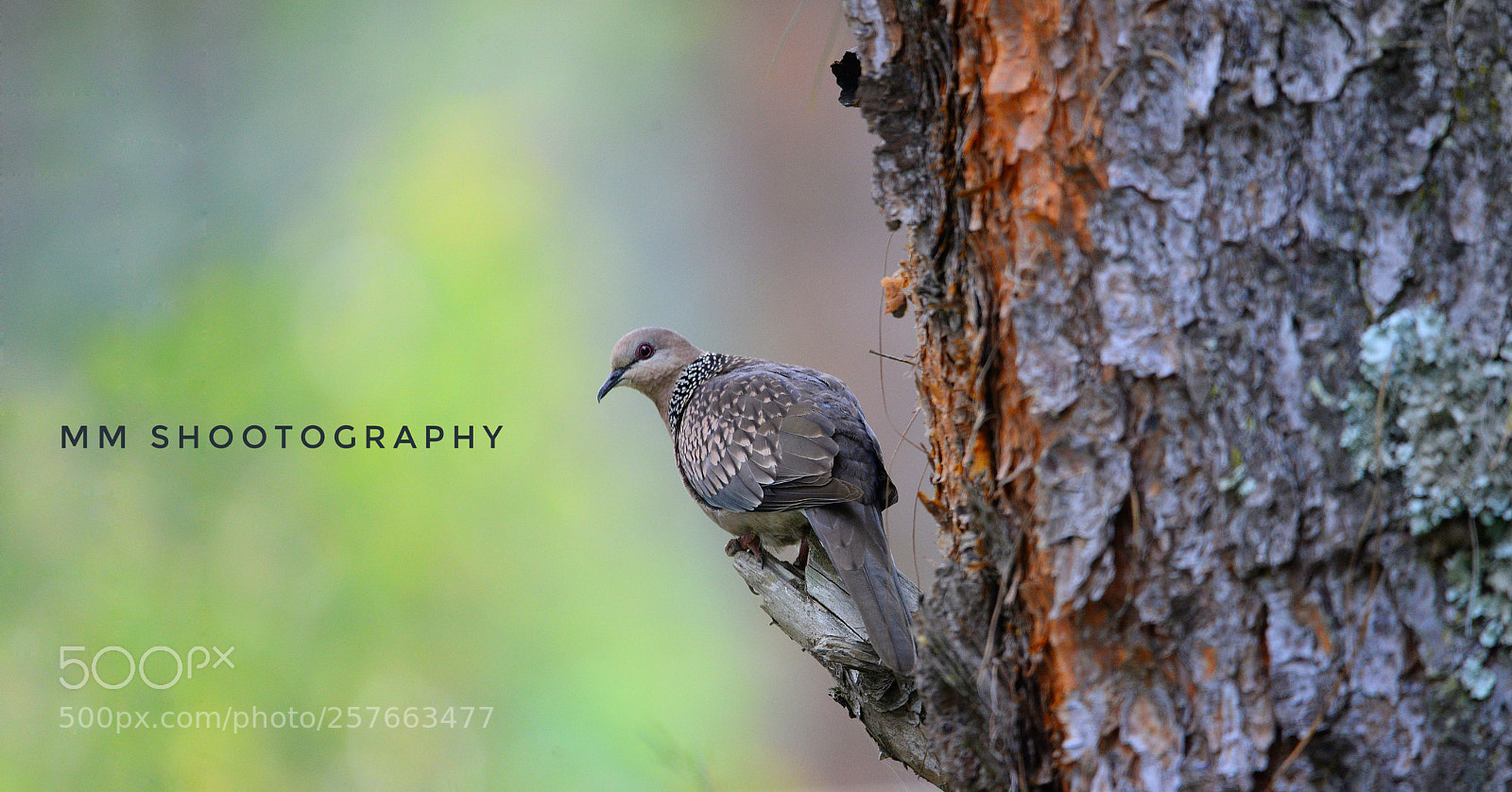 Nikon D610 sample photo. It's dovely photography