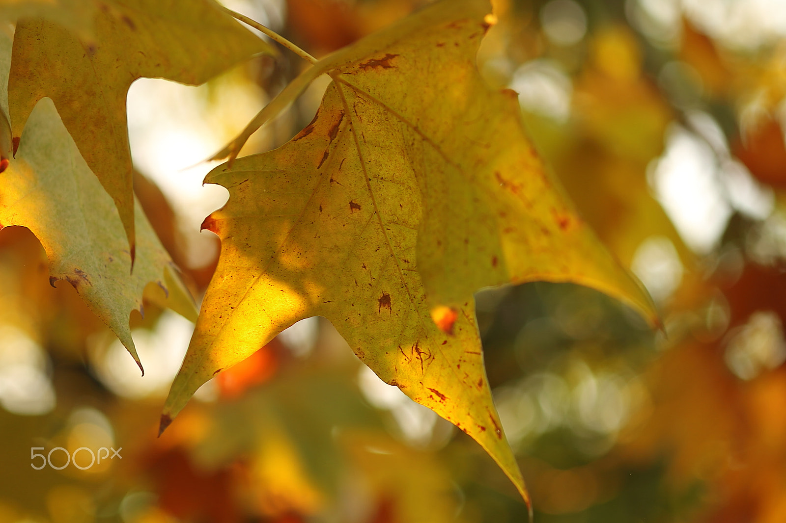 Canon EOS 7D + Canon EF 50mm F1.8 II sample photo. Maple photography