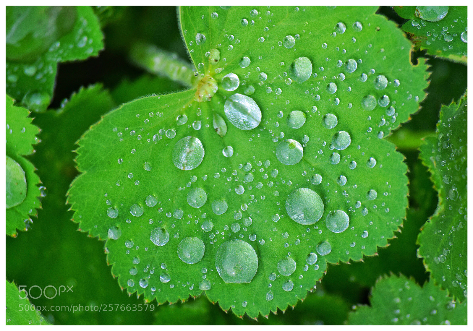 Nikon D3300 sample photo. Rain water on the photography