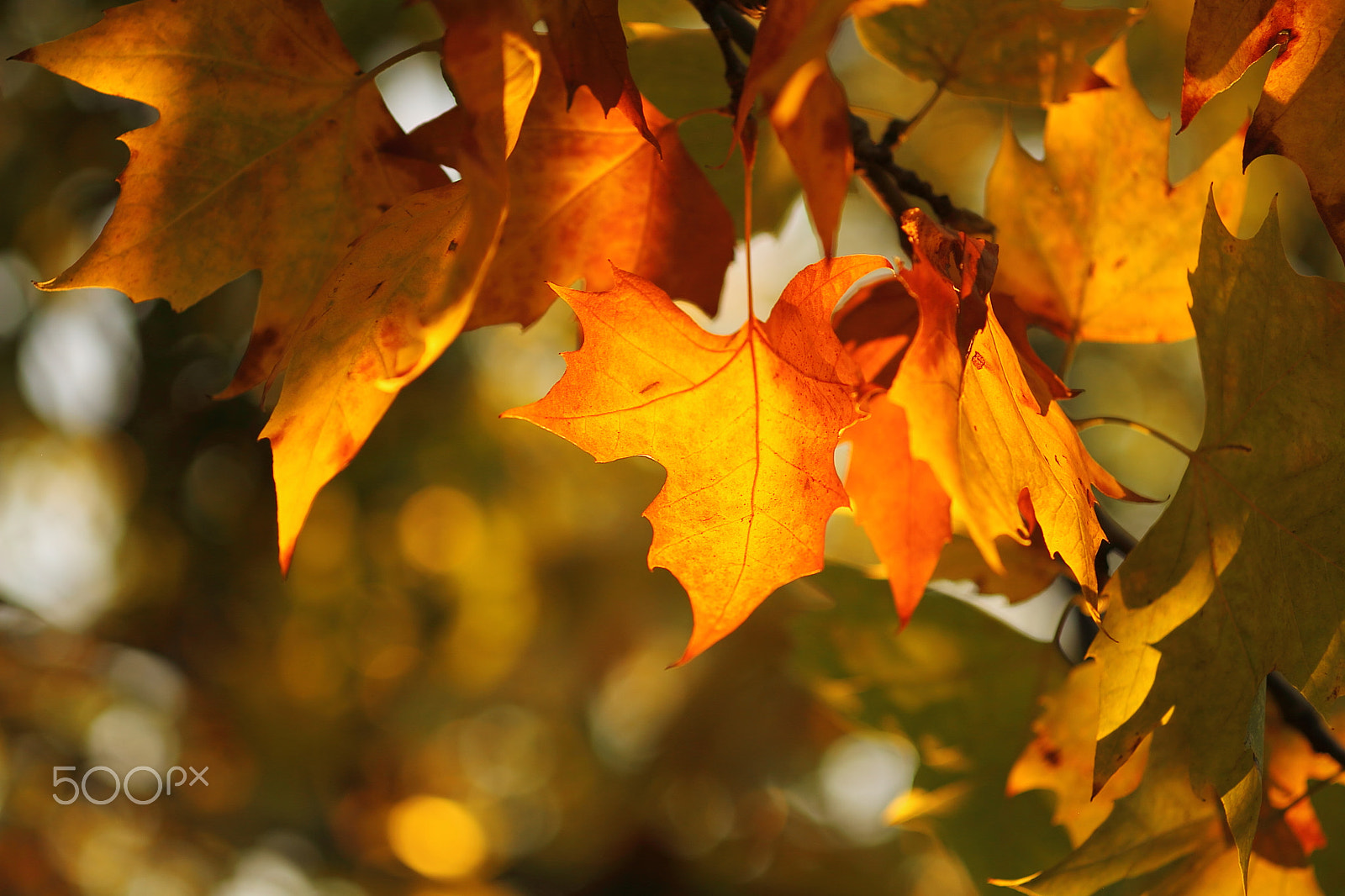 Canon EOS 7D + Canon EF 50mm F1.8 II sample photo. Maple photography