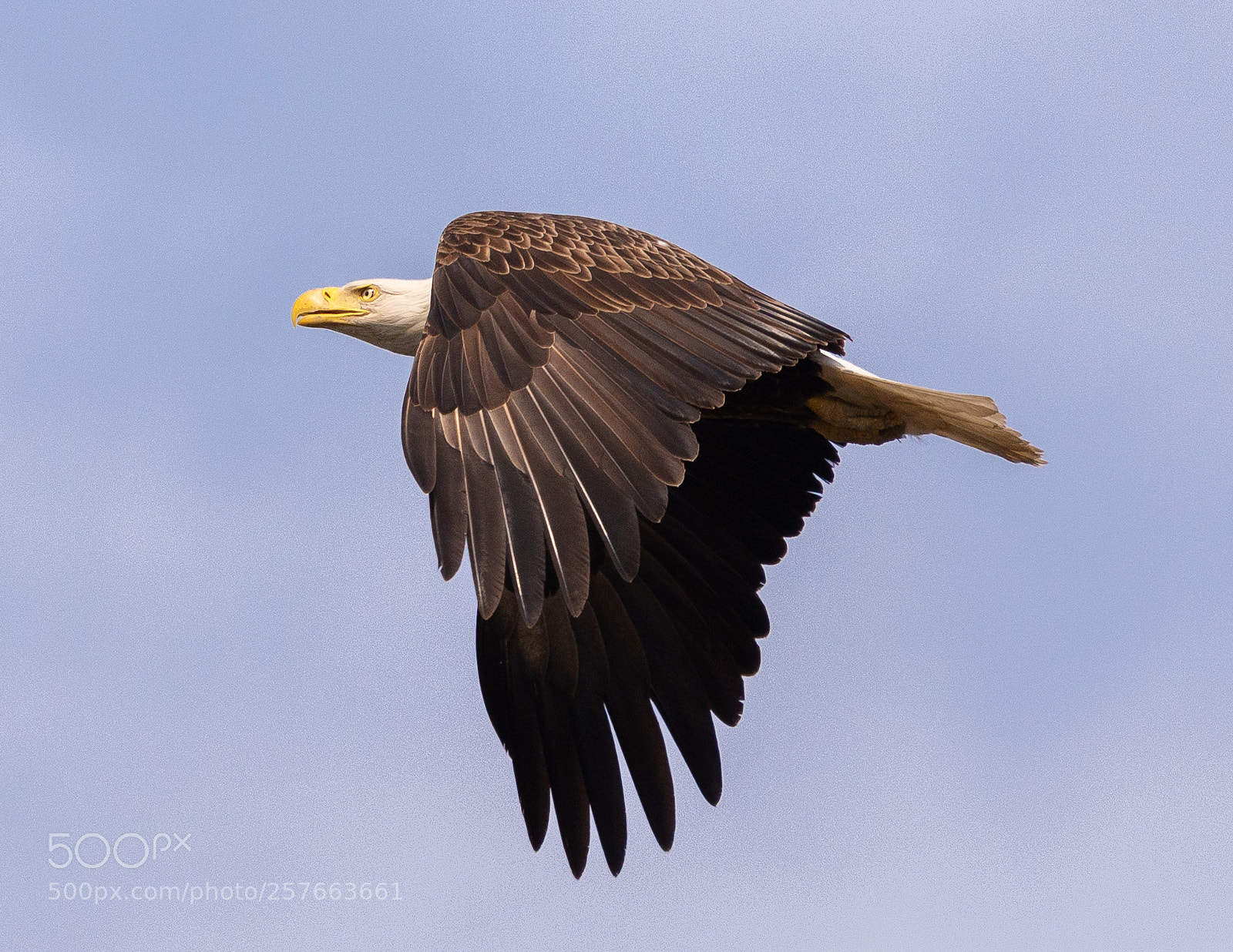 Nikon D610 sample photo. Bald eagle in flight photography