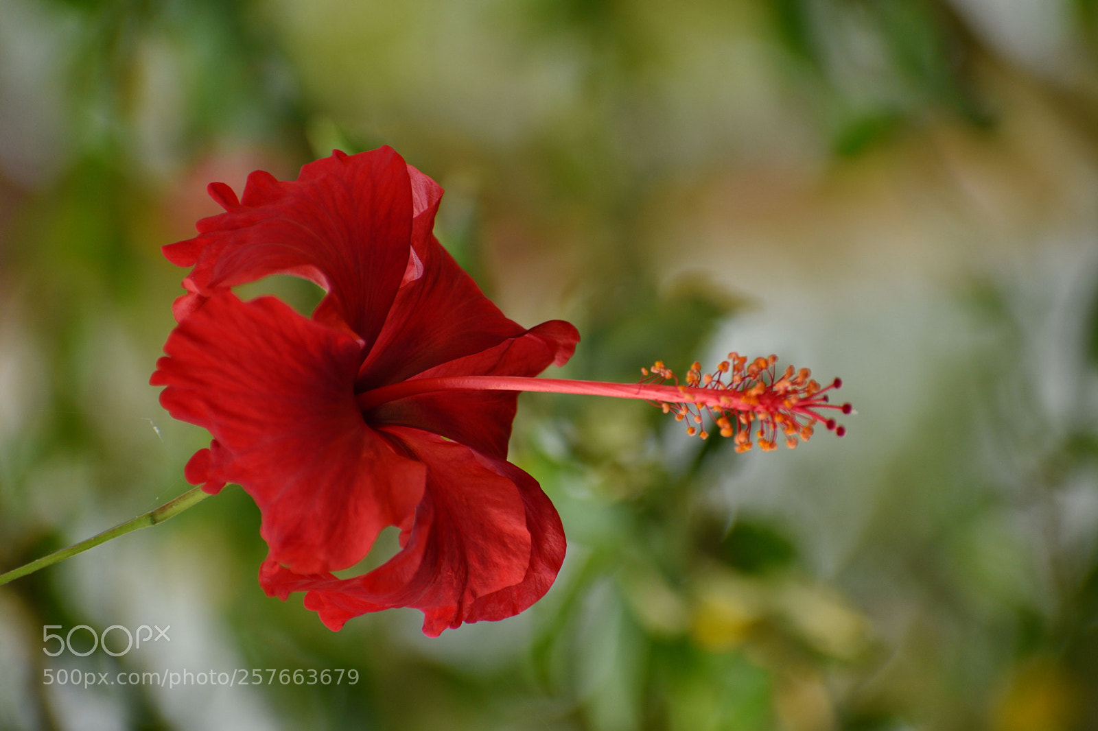 Nikon D5600 sample photo. Red flower photography