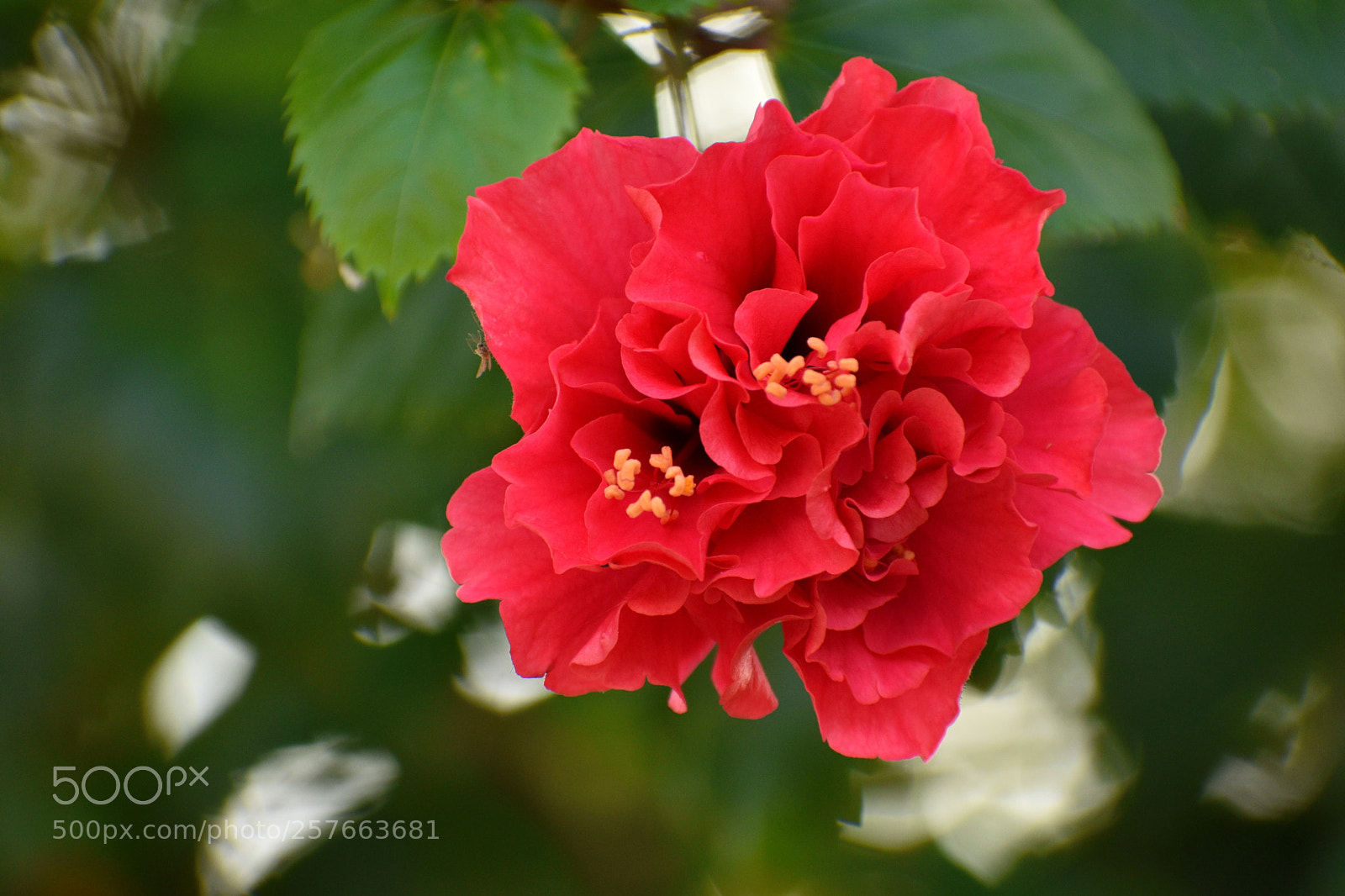 Nikon D5600 sample photo. Pink flower photography