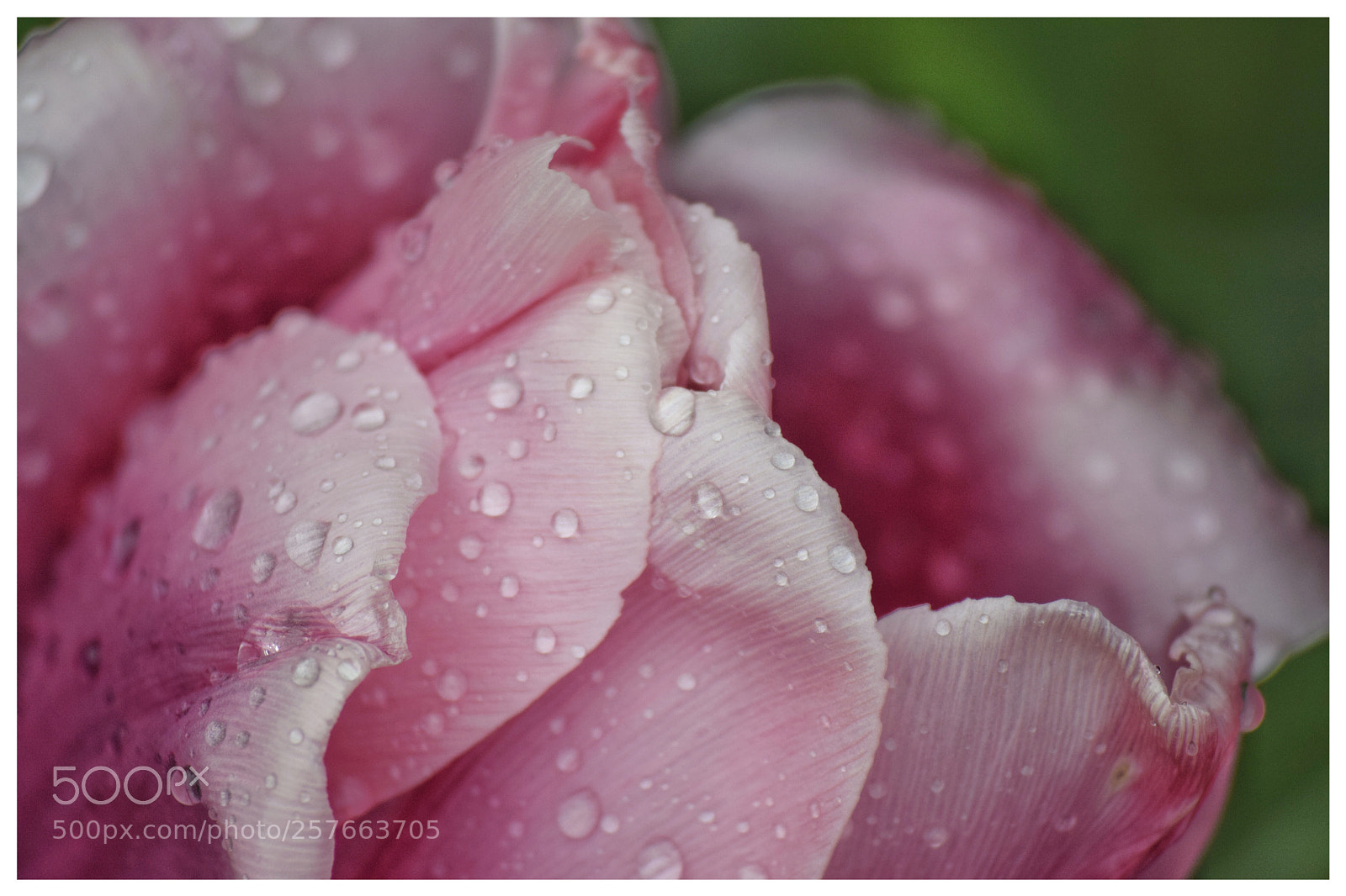 Nikon D3300 sample photo. Rain beads on tulip photography