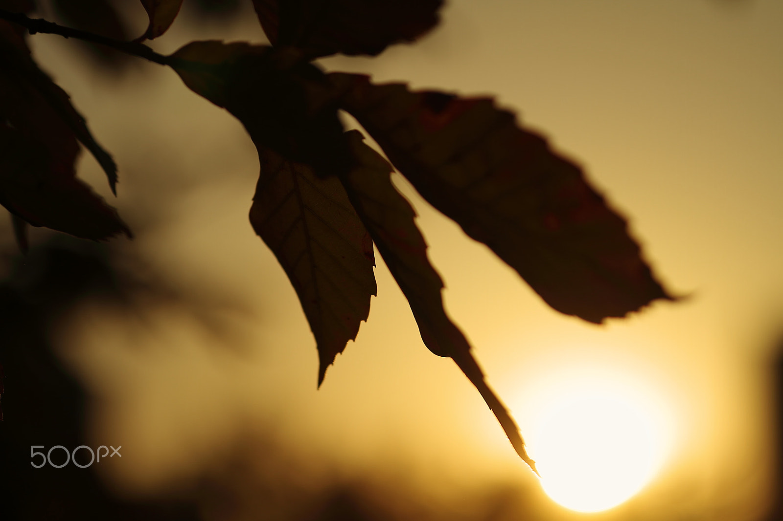 Canon EOS 7D sample photo. Leaves of sundown photography