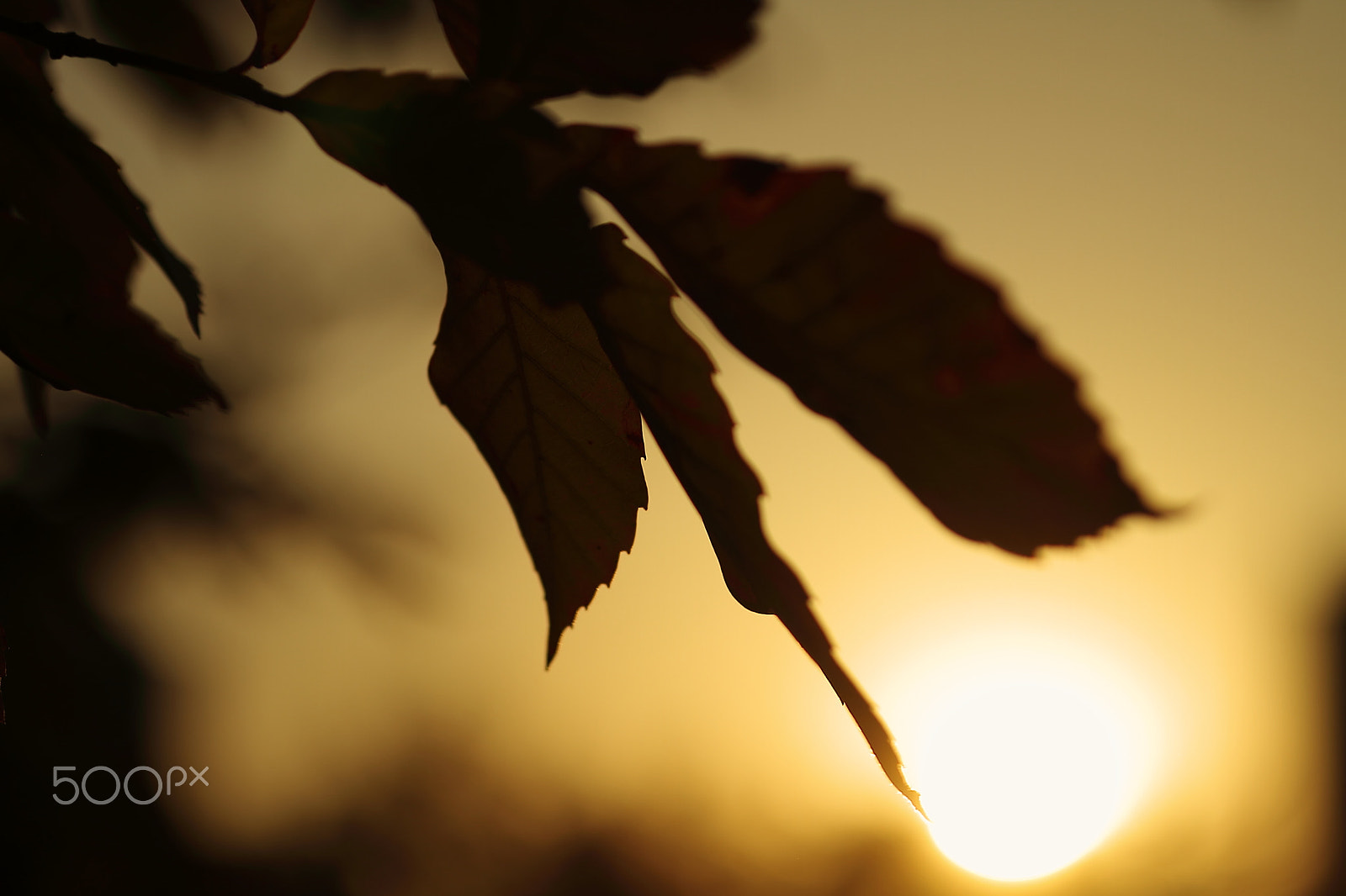 Canon EOS 7D + Canon EF 50mm F1.8 II sample photo. Leaves of sundown photography
