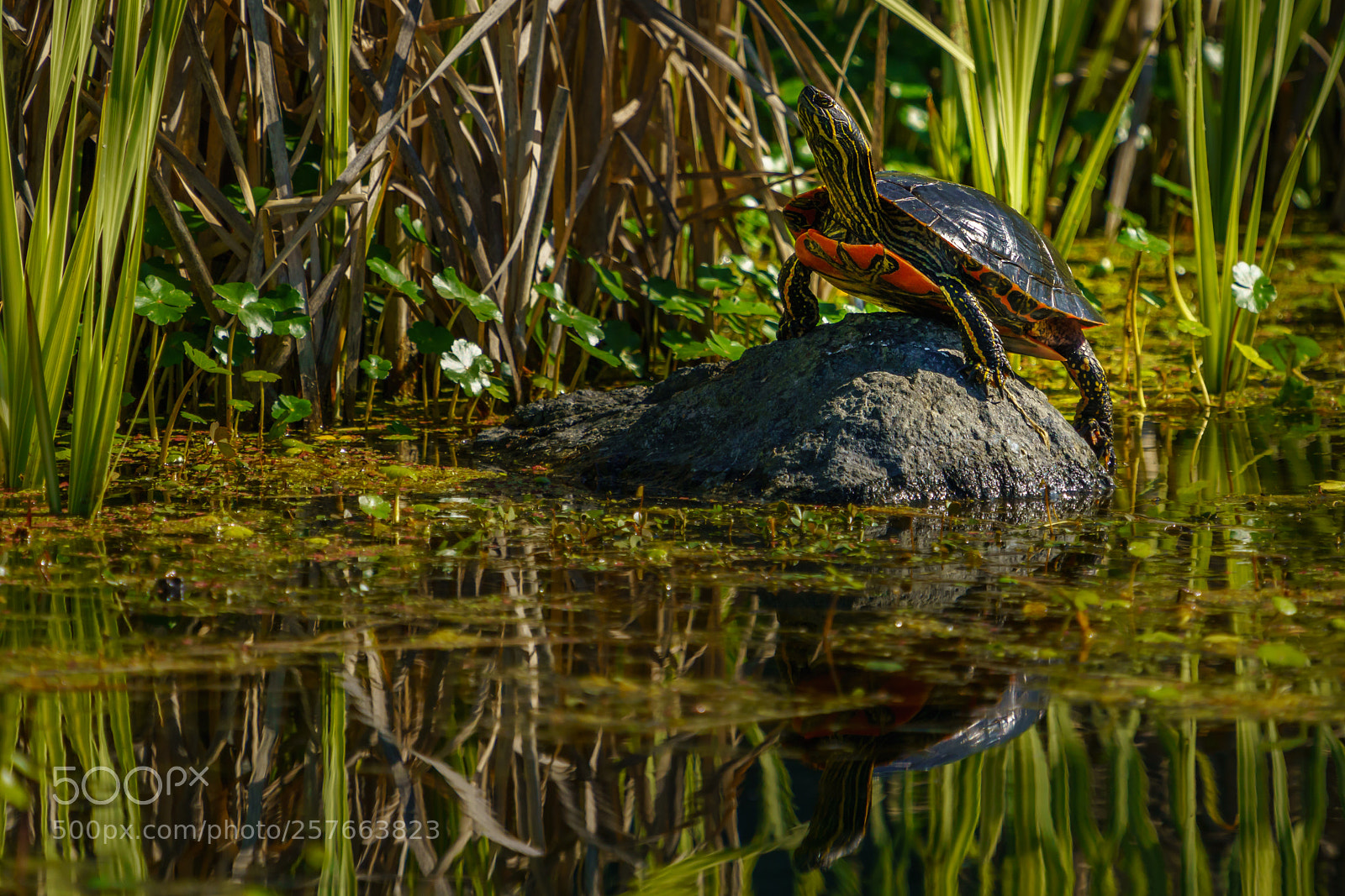 Sony a7R III sample photo. Painted turtle catching some photography