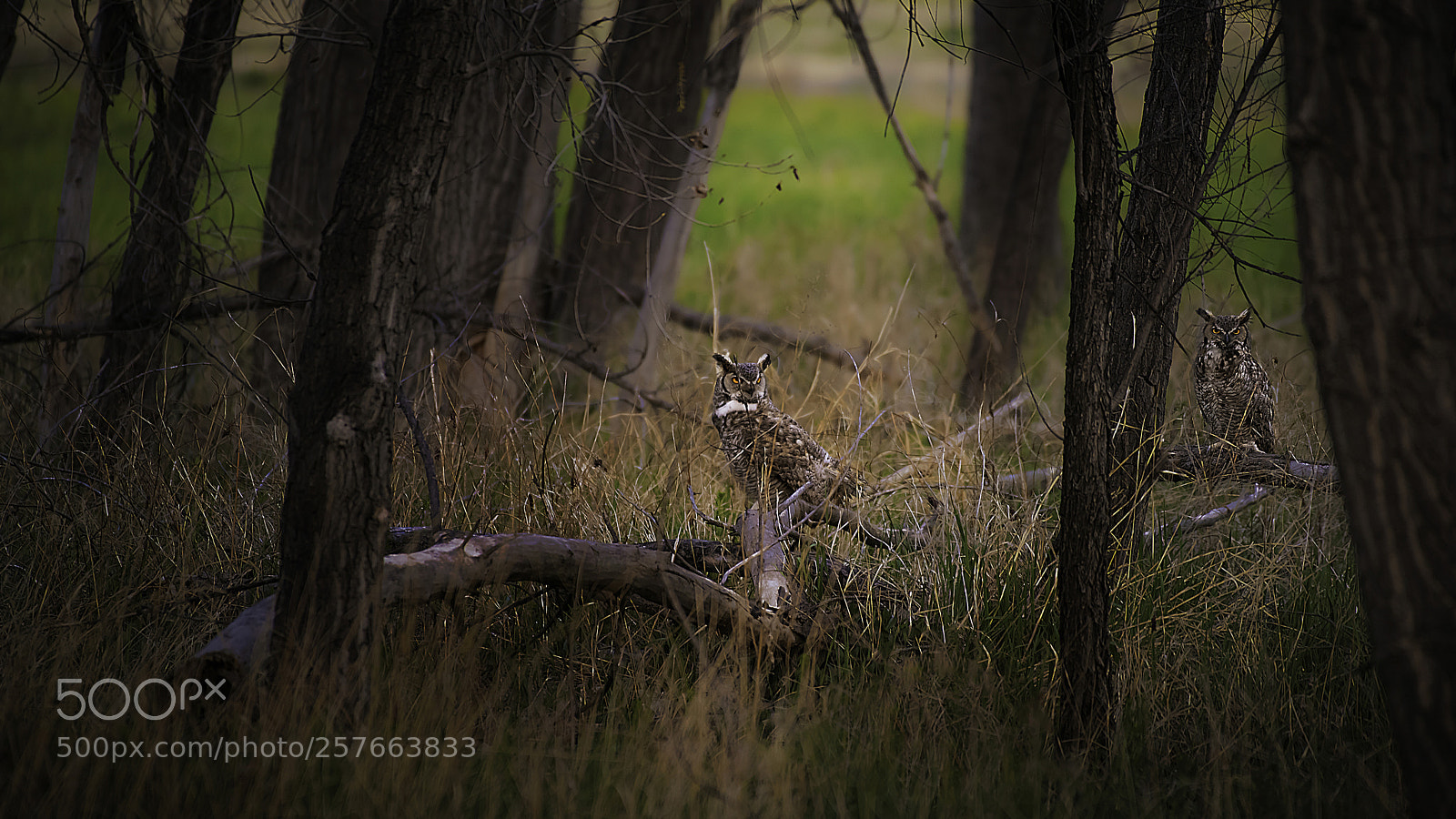 Nikon D810 sample photo. Great horned owls photography