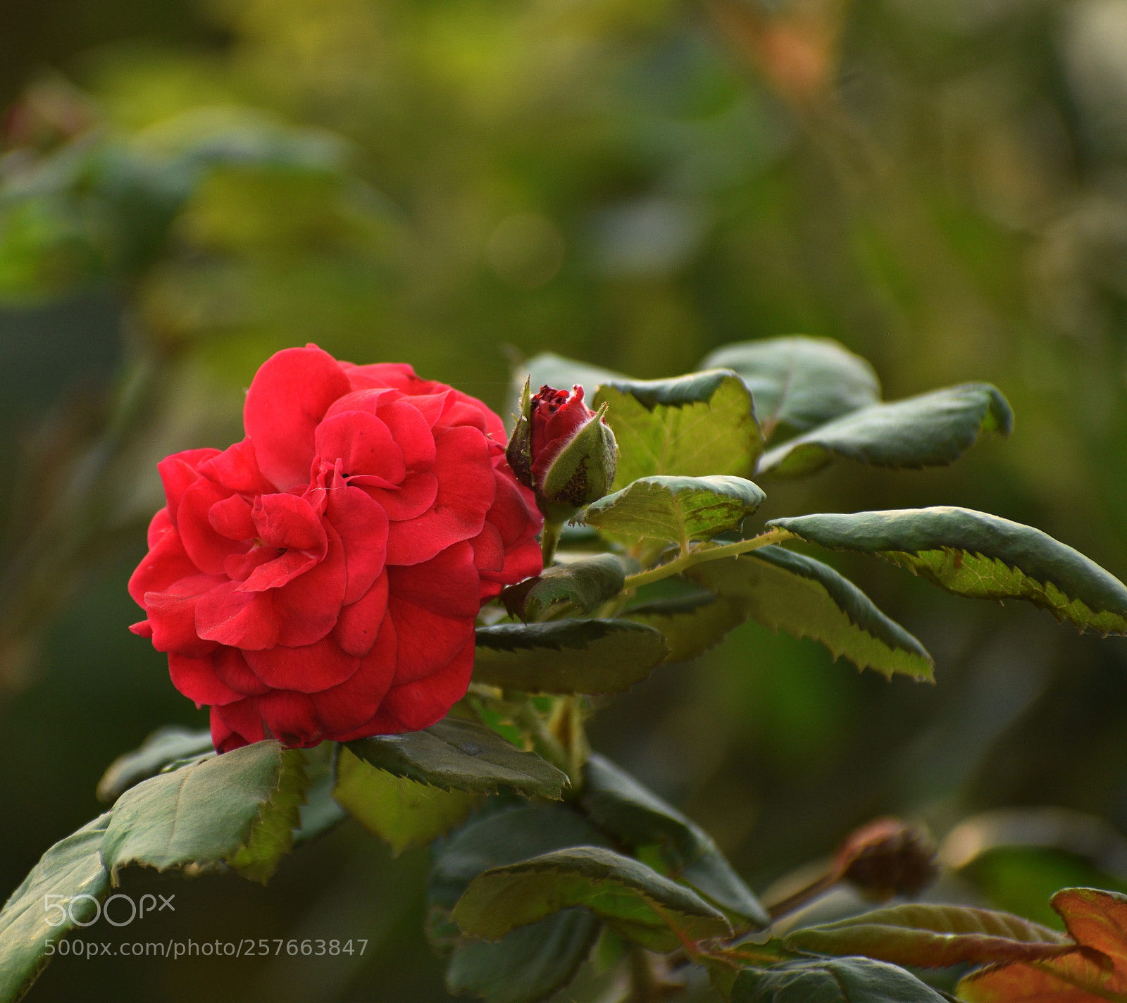 Nikon D5600 sample photo. Red rose photography