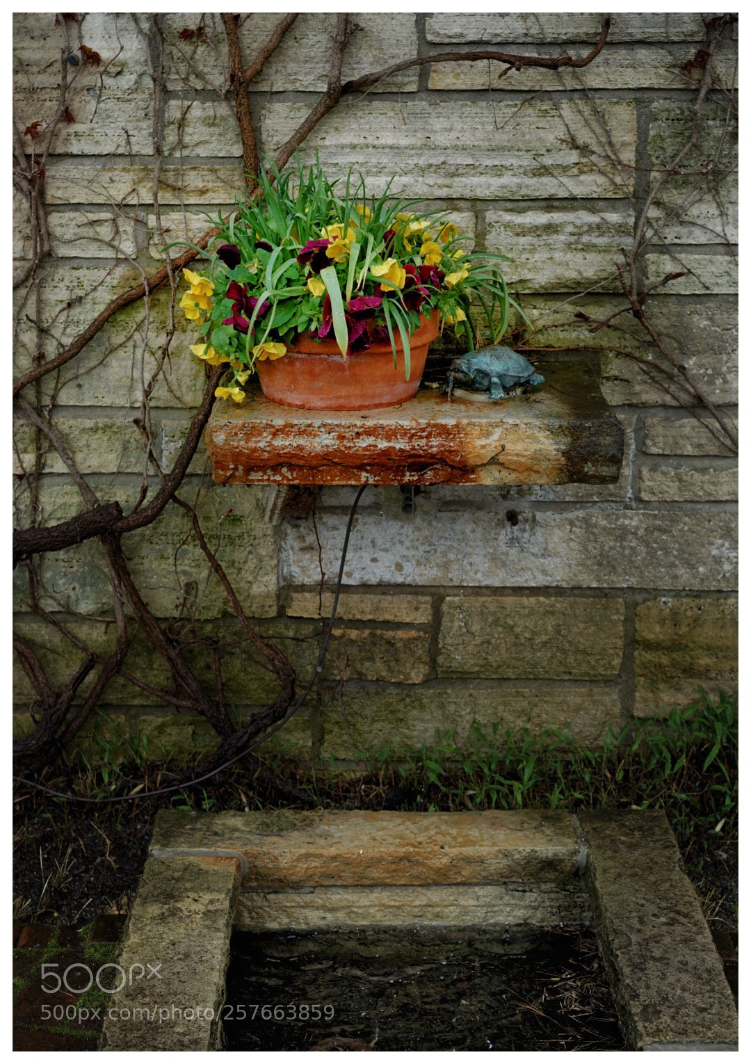 Sony a7 II sample photo. Garden photography