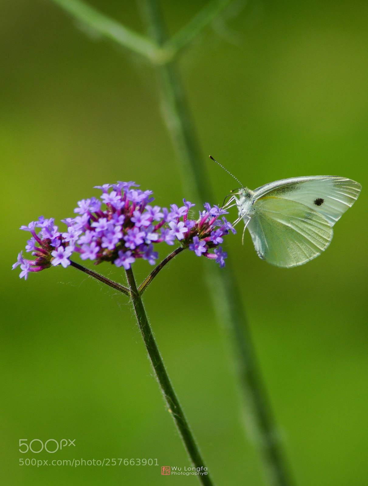 Sony a7 II sample photo. Flower and butterfly photography