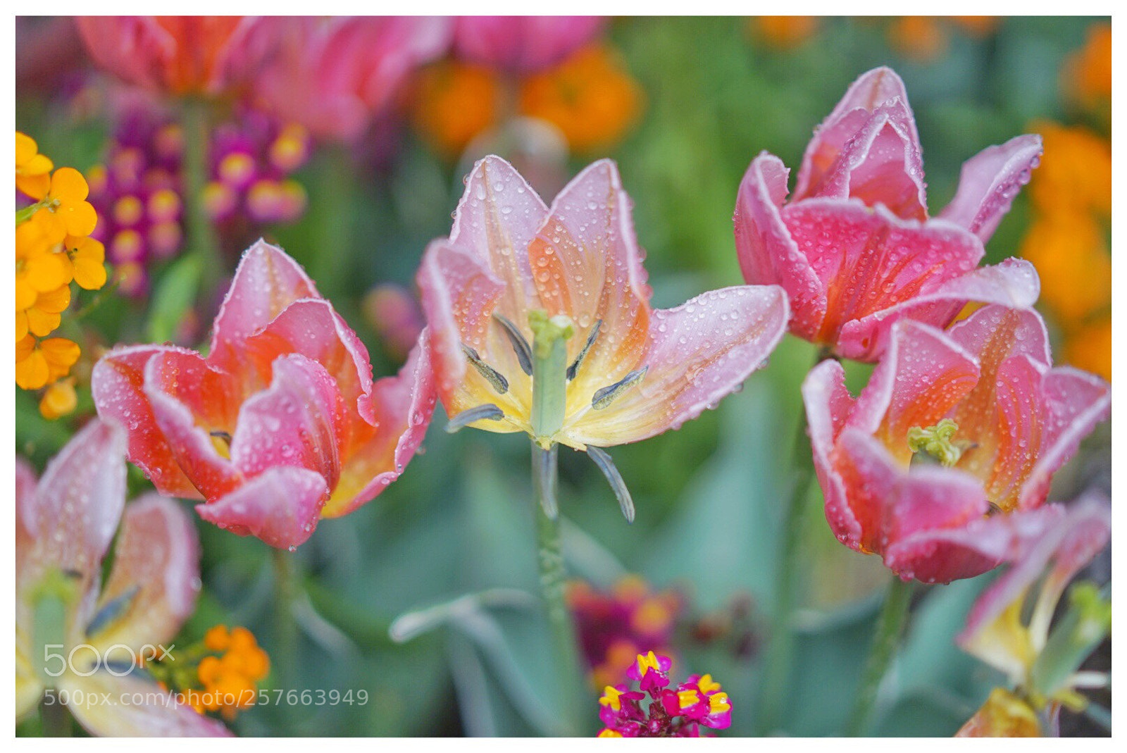 Sony a7 II sample photo. Tulip 5 photography