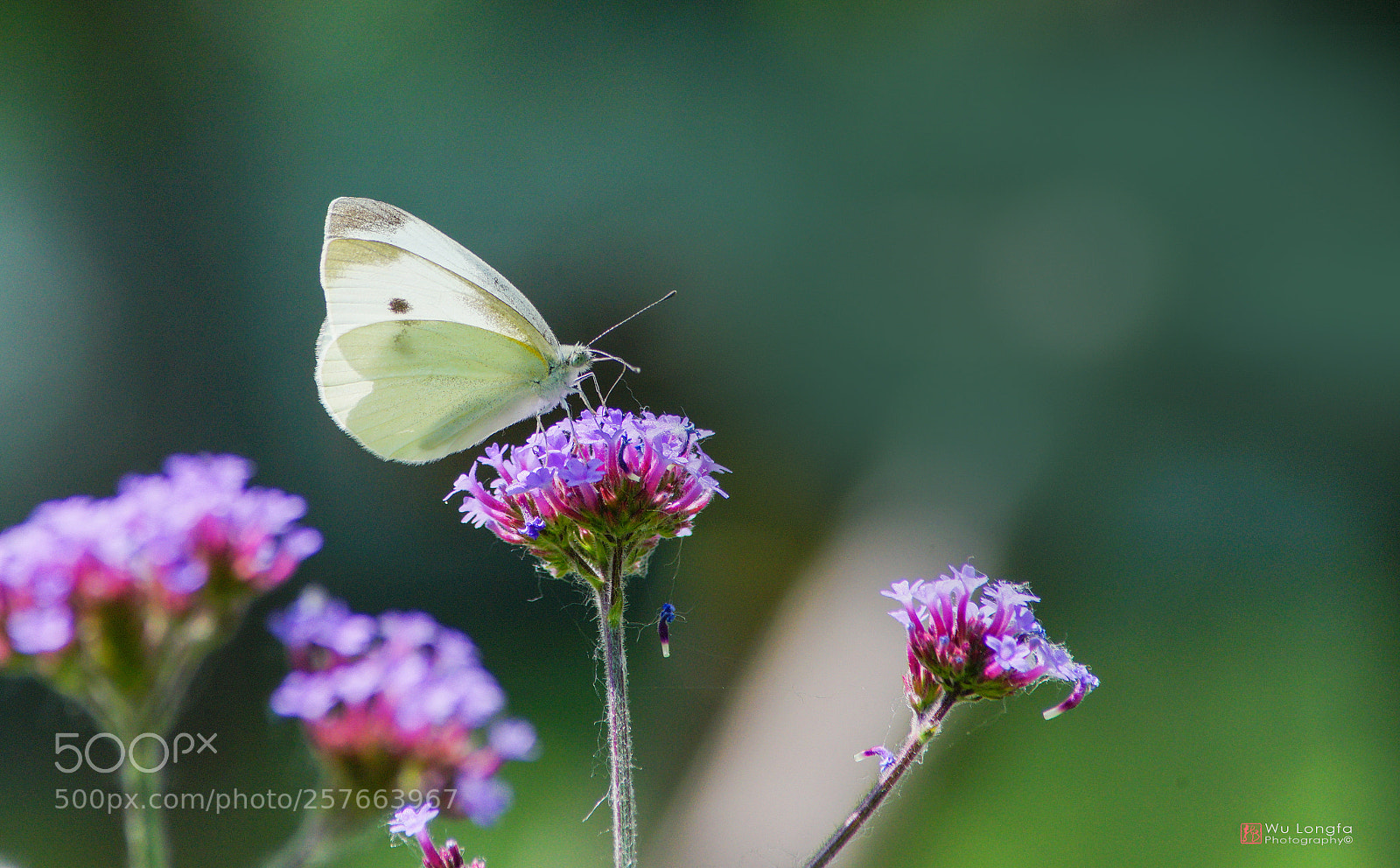 Sony a7 II sample photo. Butterfly photography