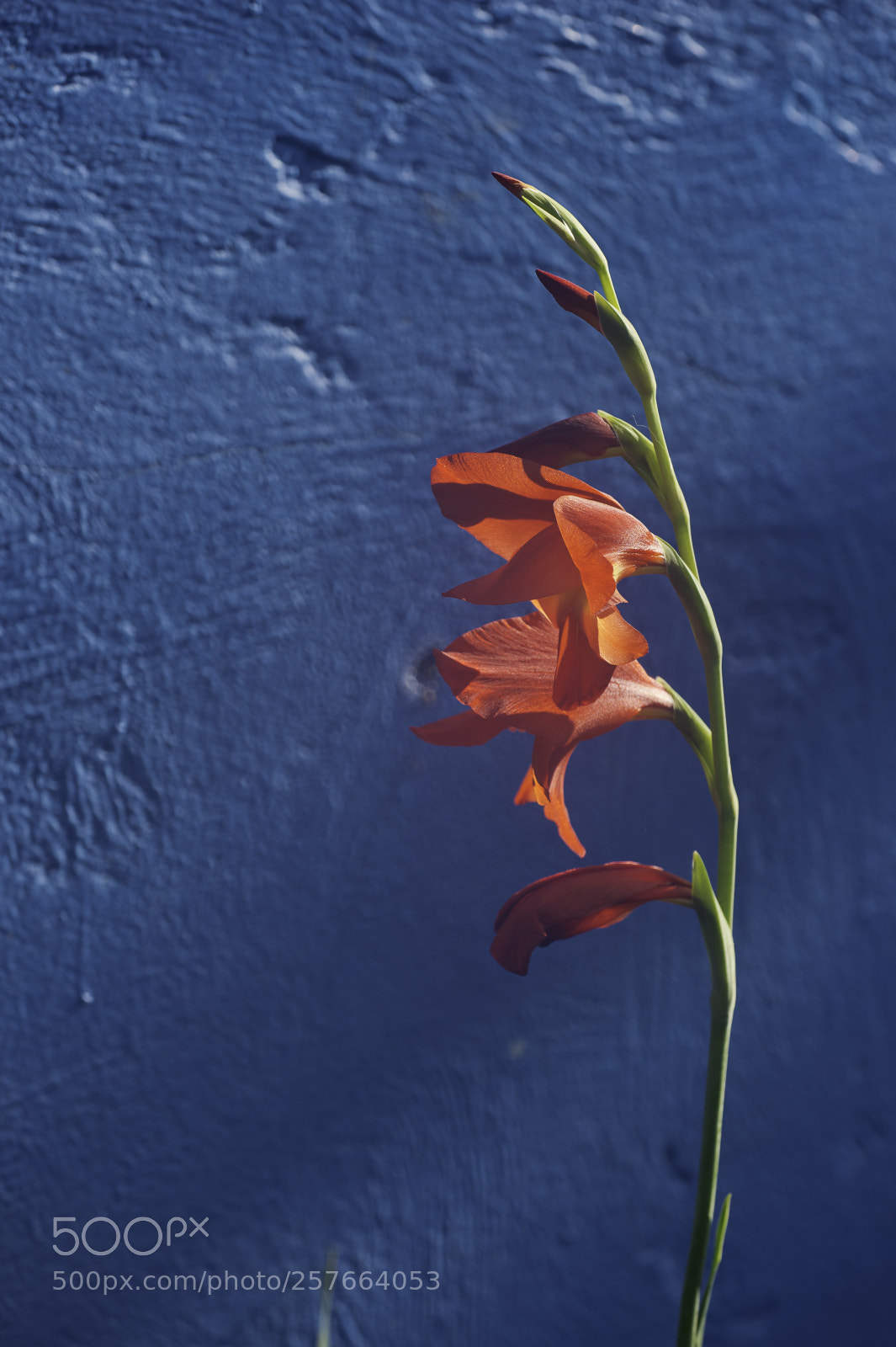 Nikon D4 sample photo. Rojo y azul photography