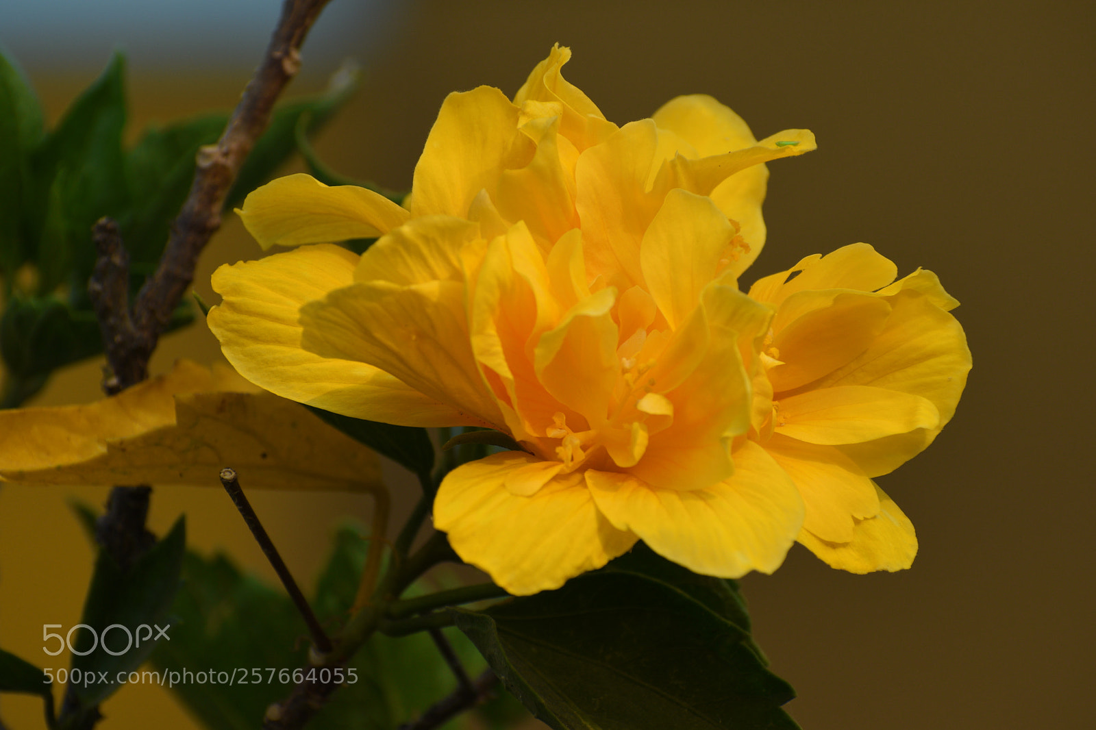 Nikon D5600 sample photo. Yellow flower photography