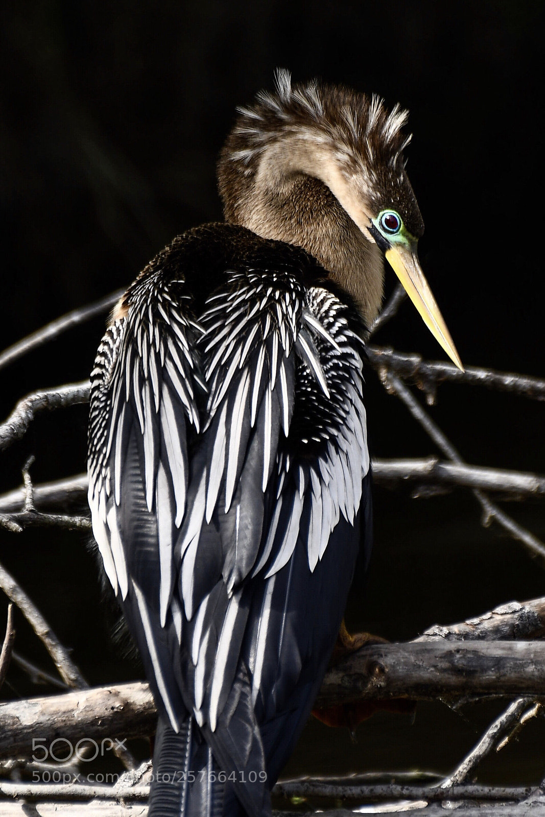 Nikon D500 sample photo. Double-crested cormorant  photography