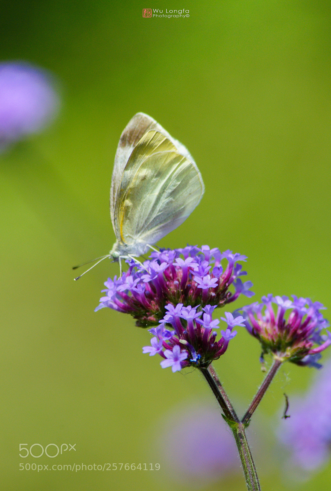 Sony a7 II sample photo. Butterfly photography