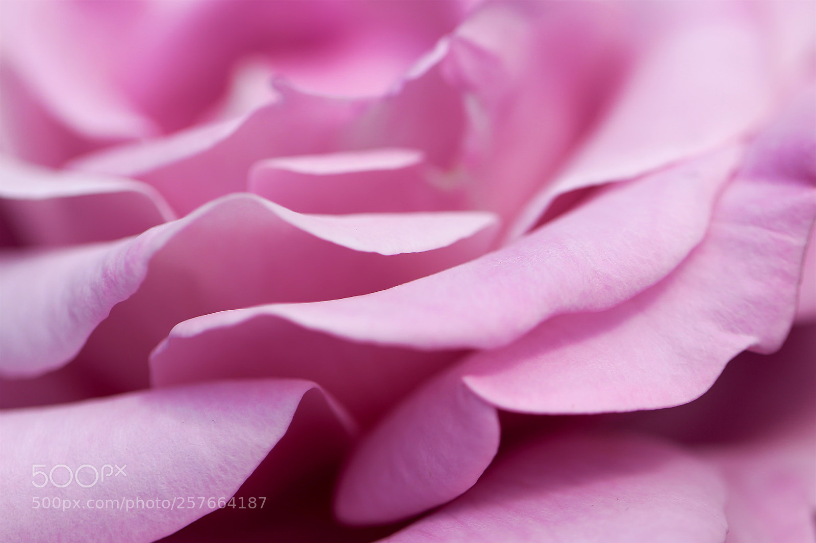 Canon EOS 6D sample photo. Pink purple photography