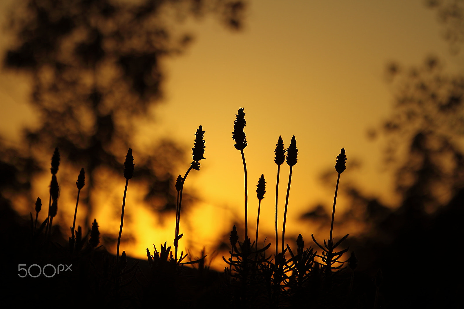 Canon EOS 7D sample photo. Sunset lavender photography