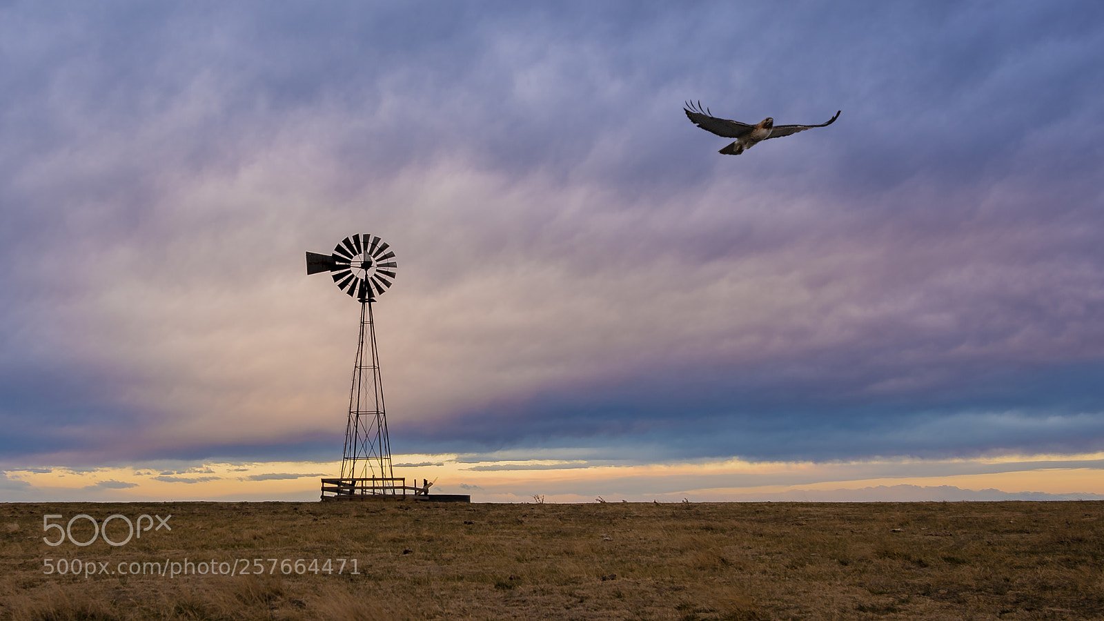 Nikon D810 sample photo. One flew over photography