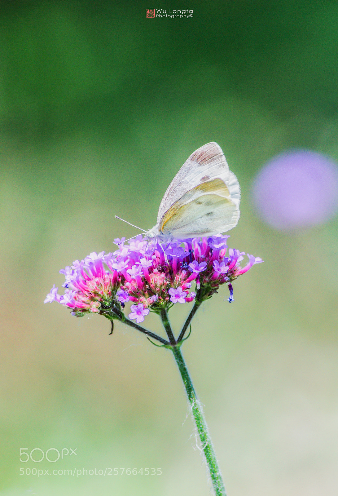 Sony a7 II sample photo. Butterfly photography